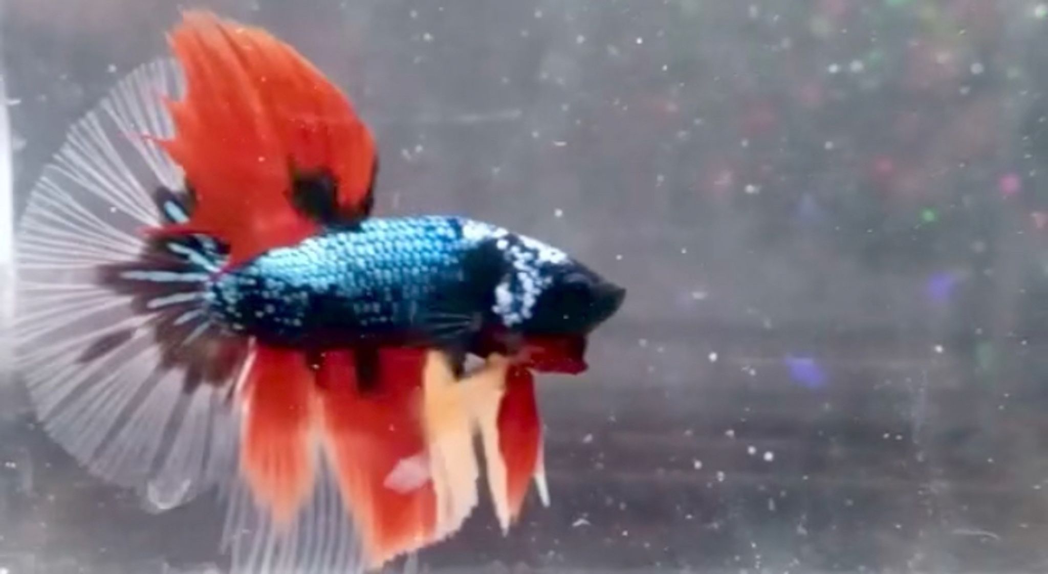Halfmoon black Nemo Cooper