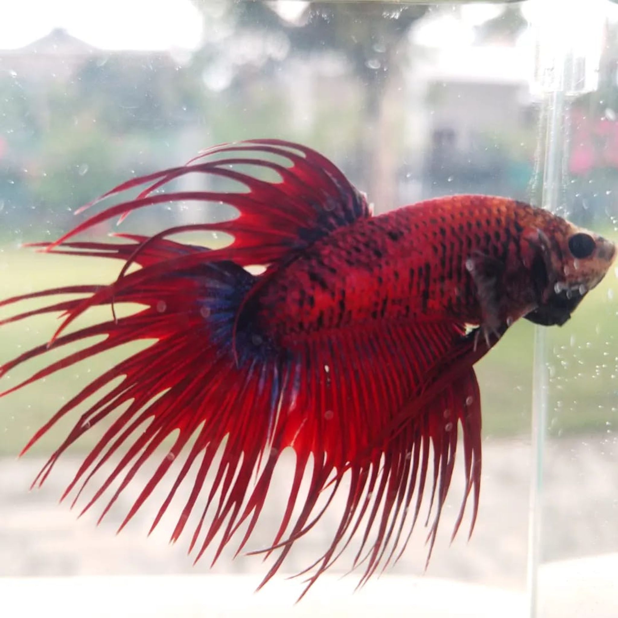 Crowntail Hellboy