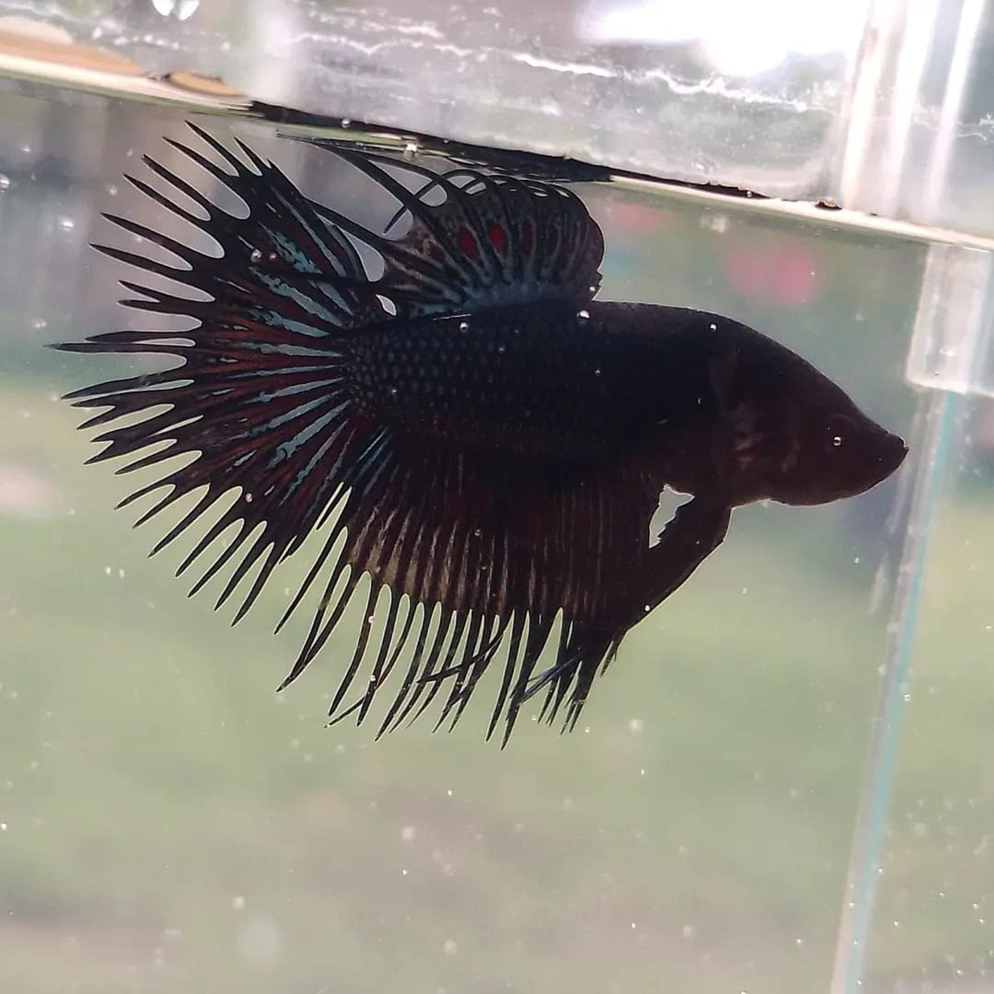 Crowntail Black Orchid