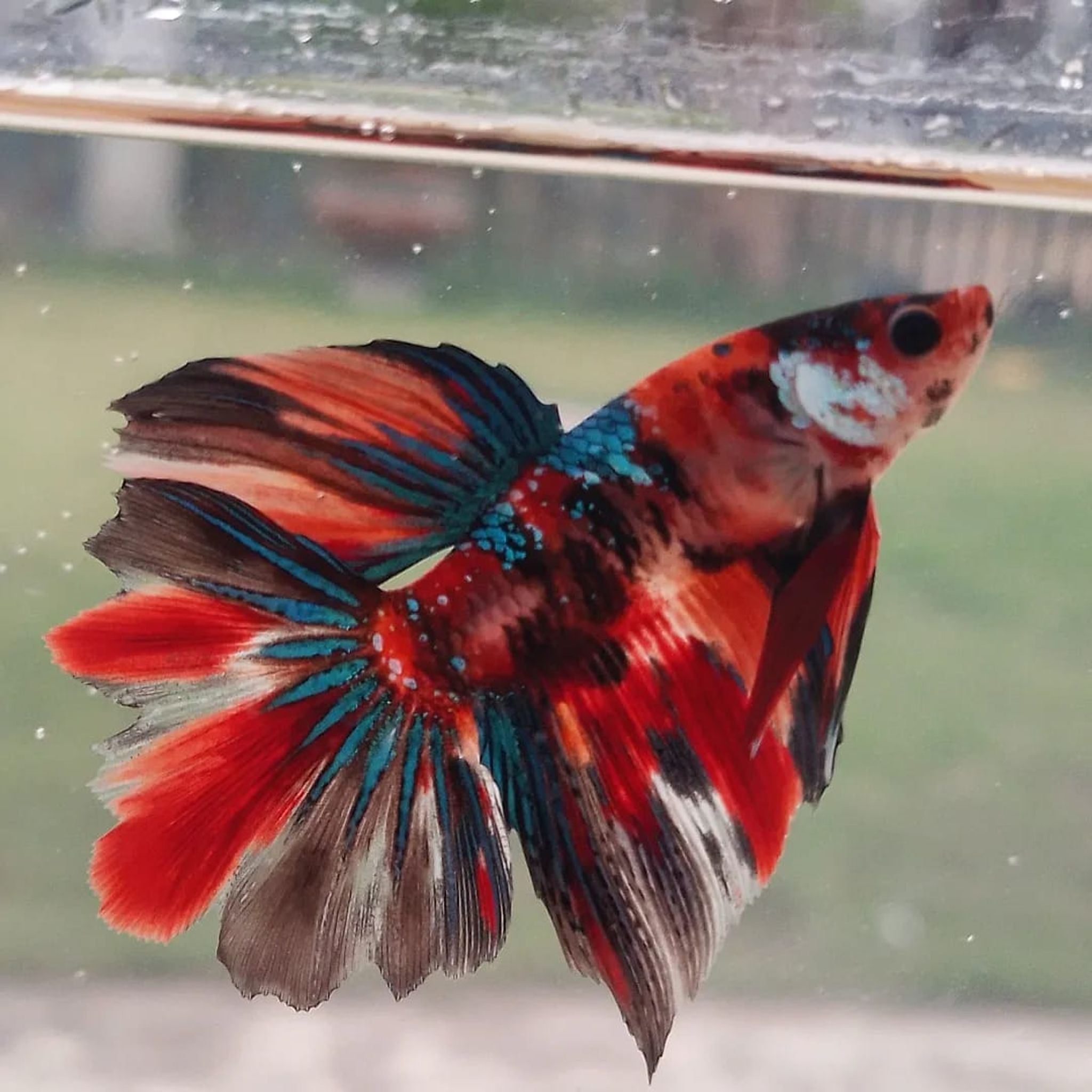 Halfmoon Rosetail Nemo