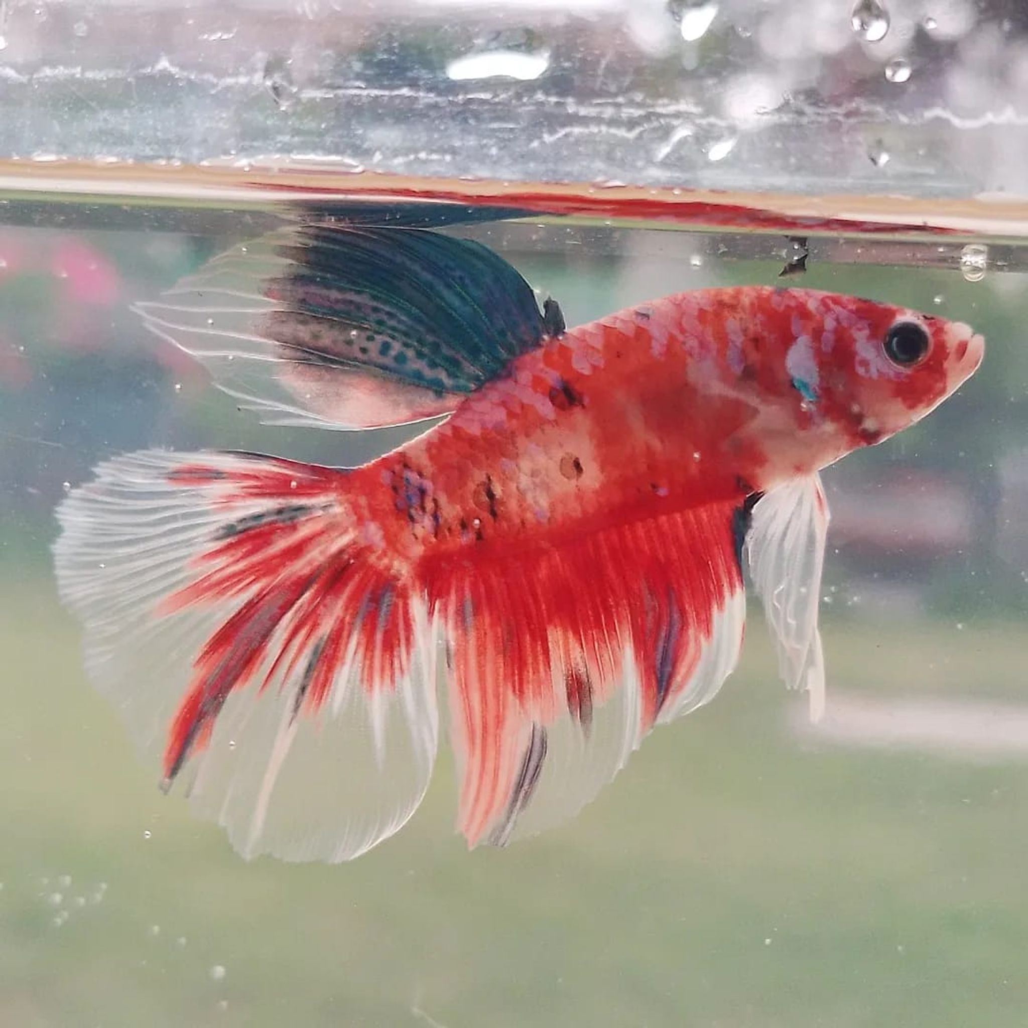 Halfmoon Rosetail Red Galaxy