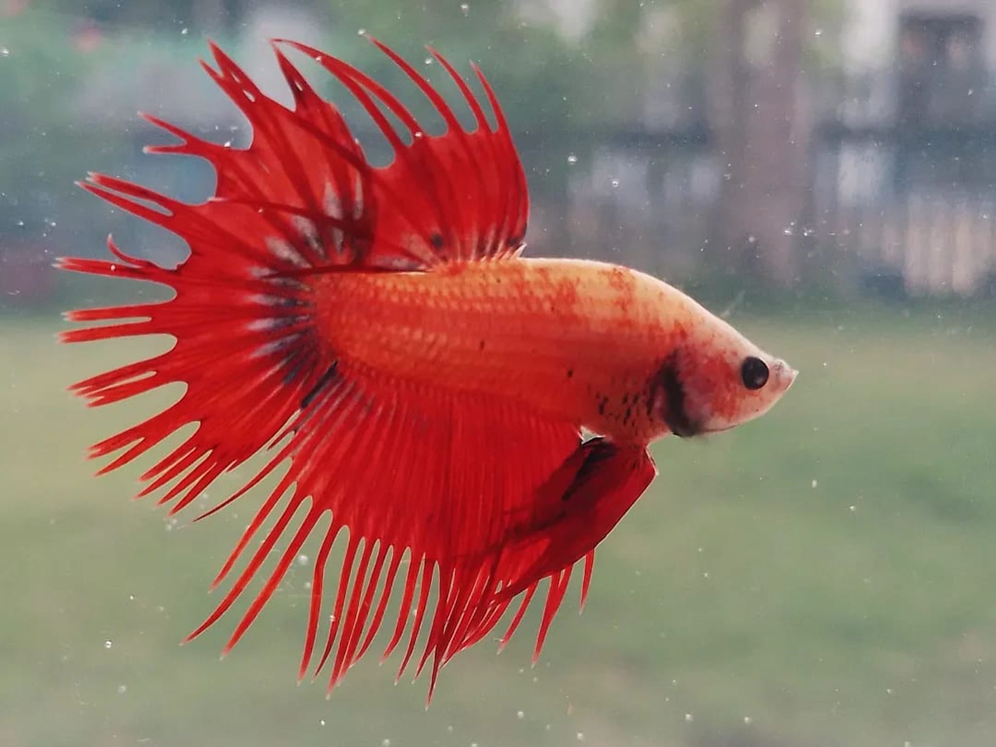 Crowntail Red Mascot