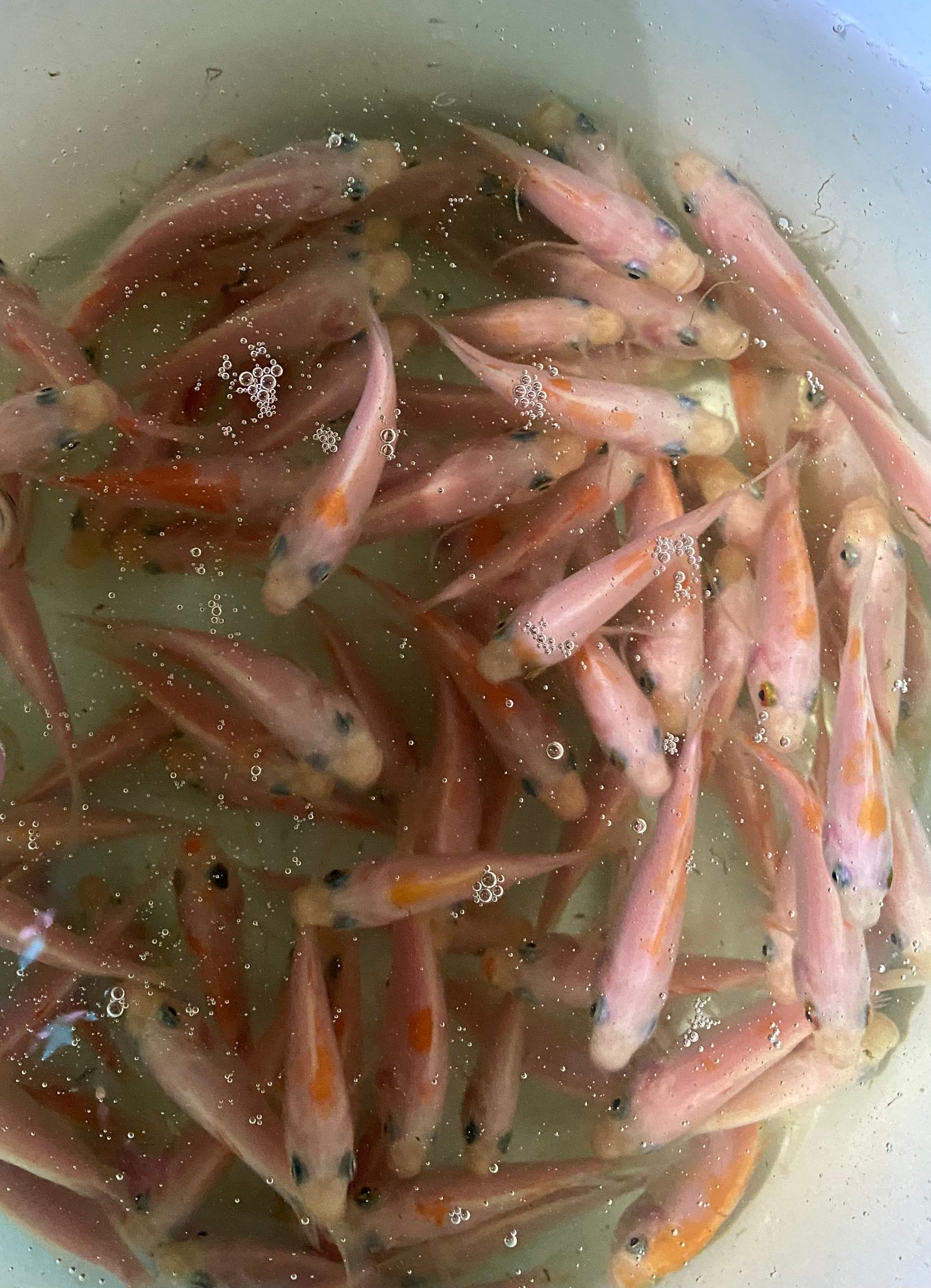 Tilapia Feeders (2.5cm to 4cm size)