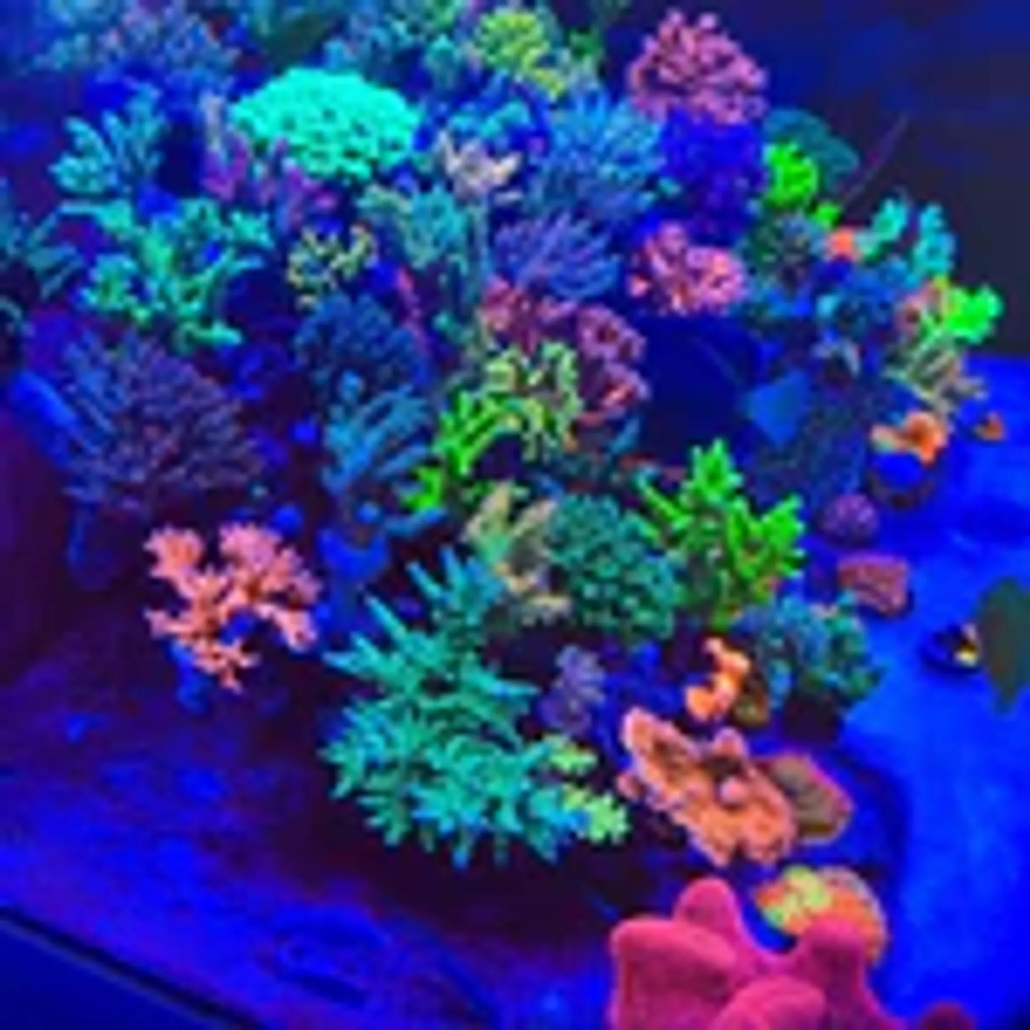 Chihiros NOVA 1 Marine LED Light