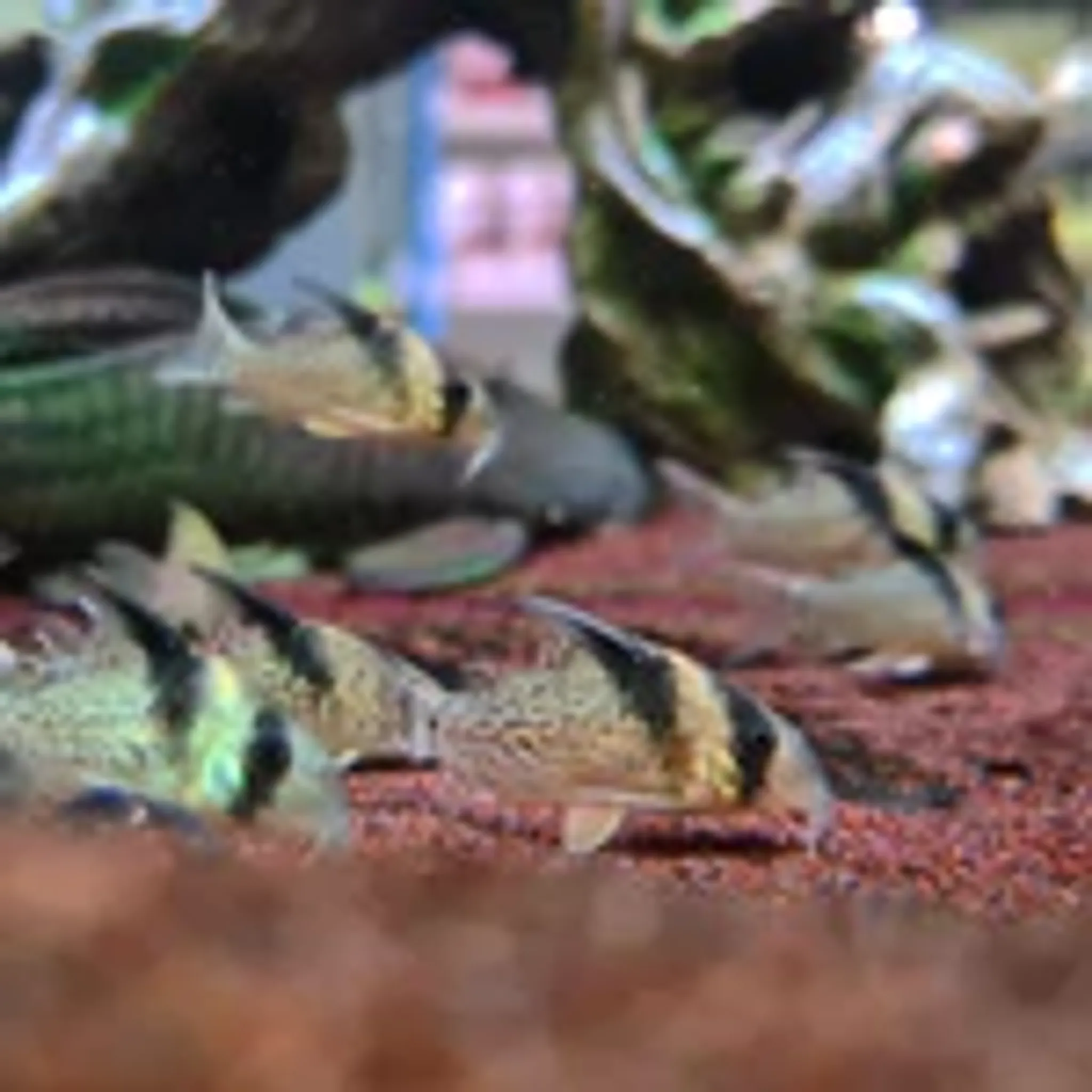 Corydoras Brevirostris Wotroi