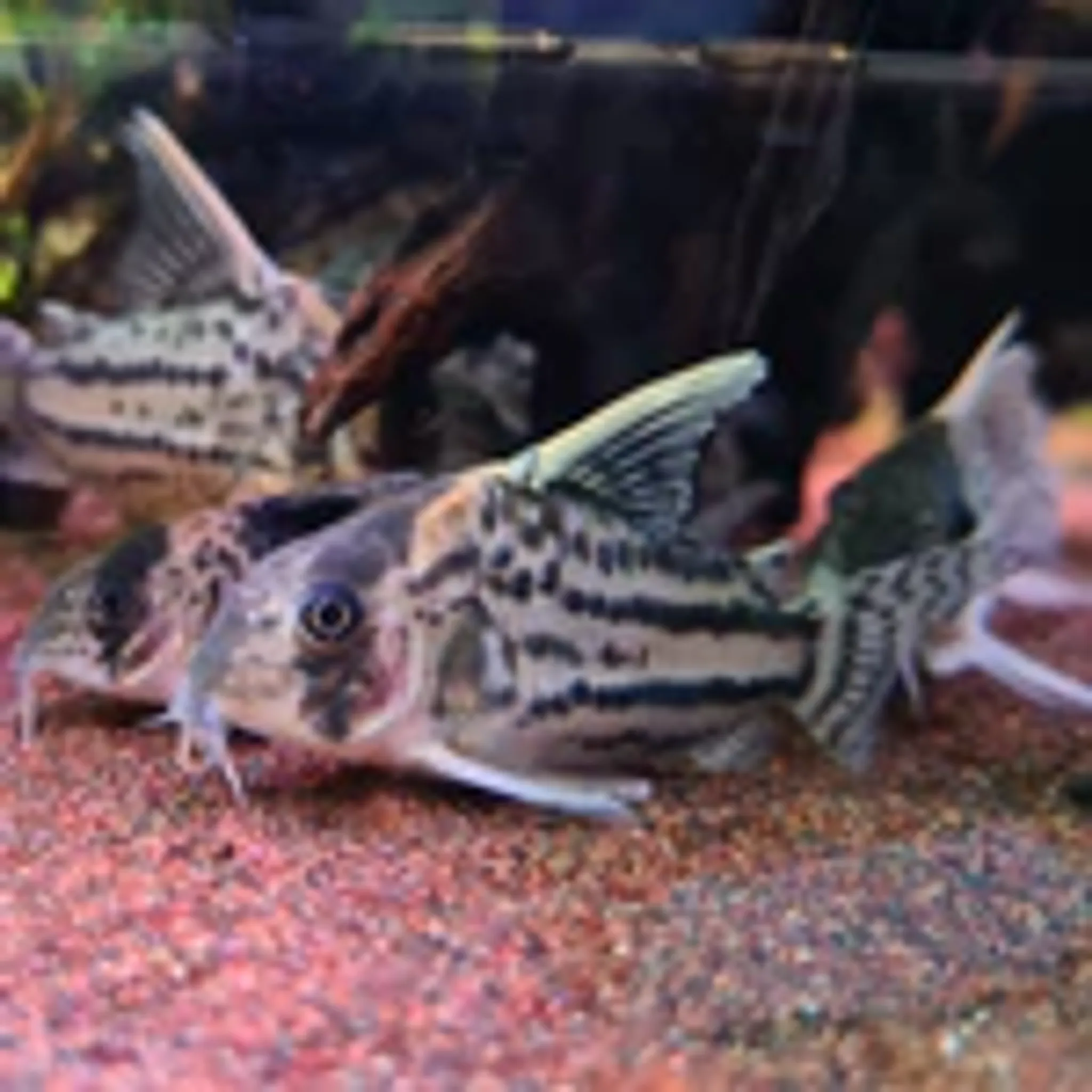 Corydoras Schwartzi sp. CW028