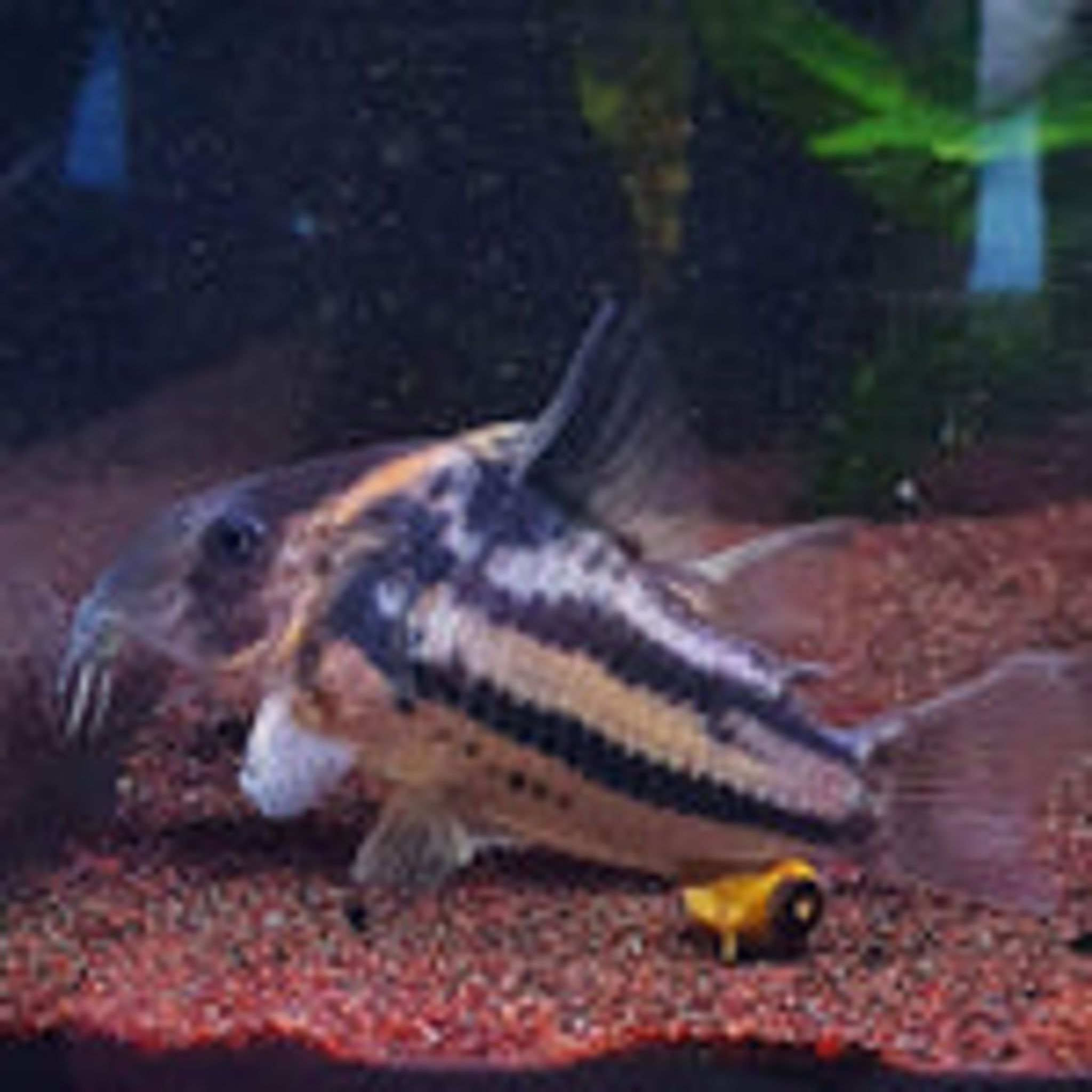 Corydoras sp. aff. Parallelus CW127