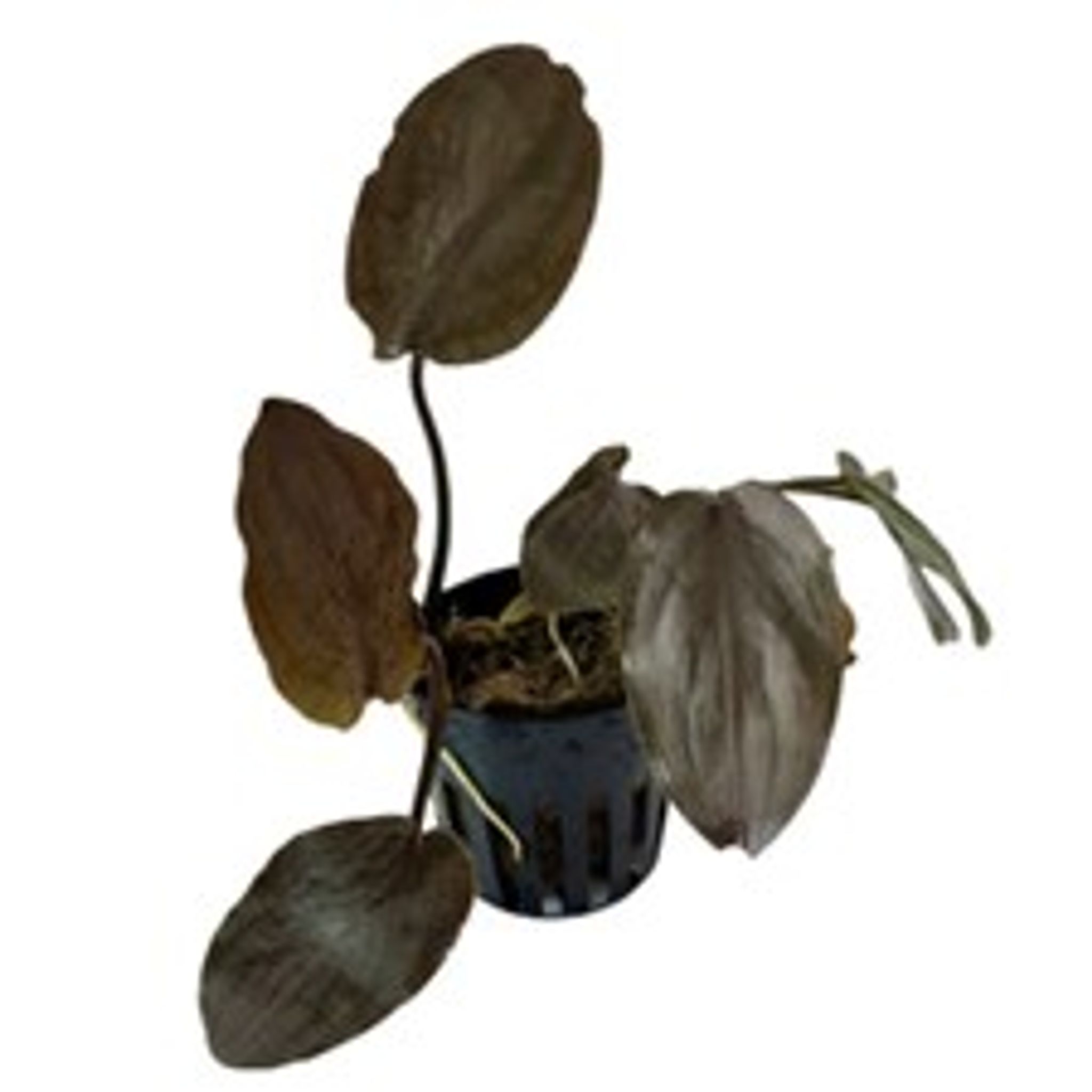 Lagenandra Meeboldii 'Red'