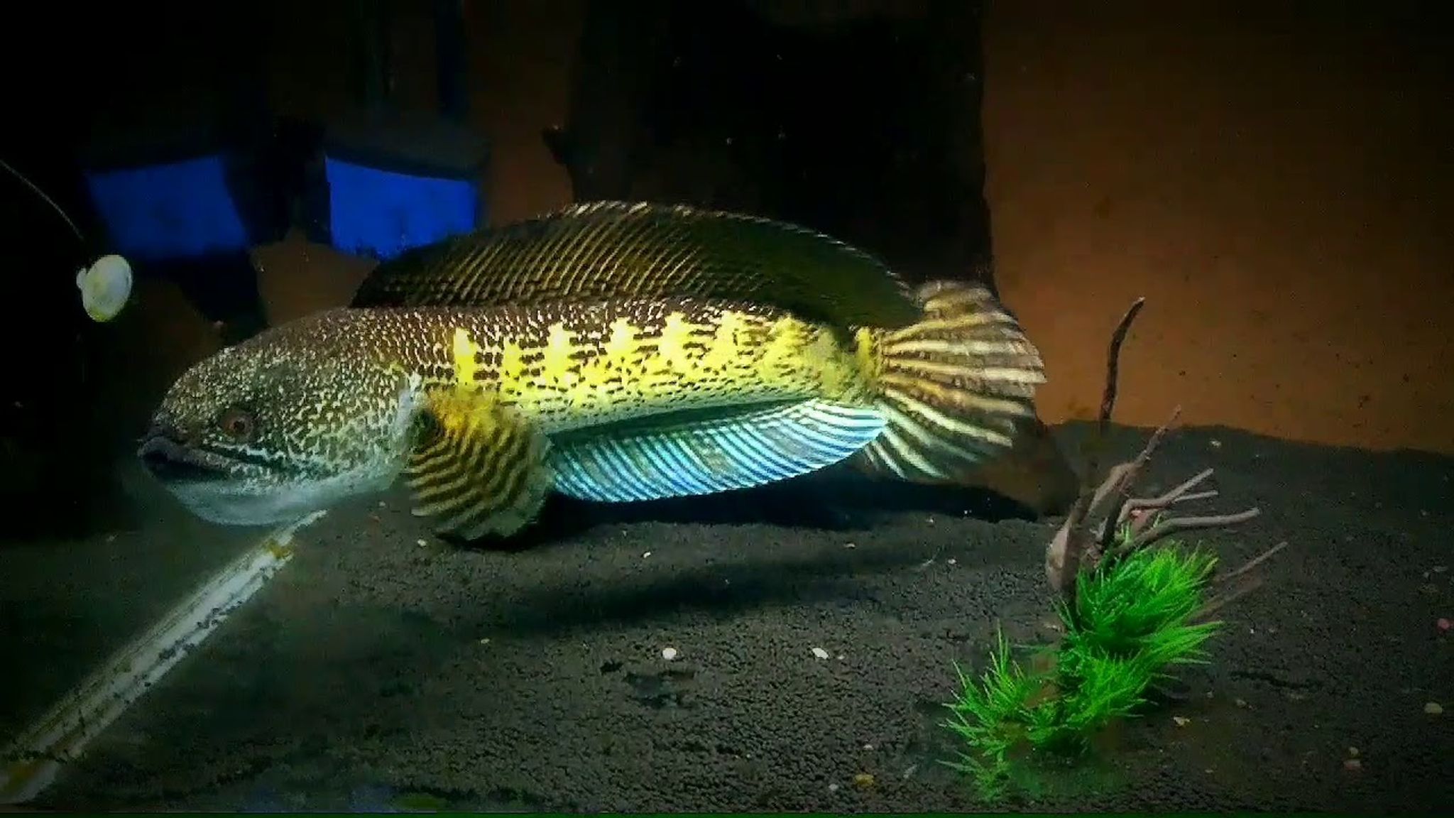 Aurantimauculata Channa Golden Cobra