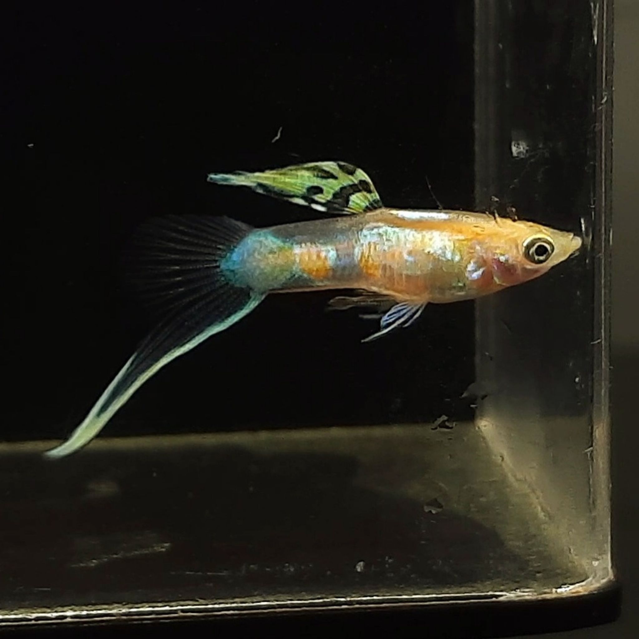 Guppy Vienna Bottom Sword