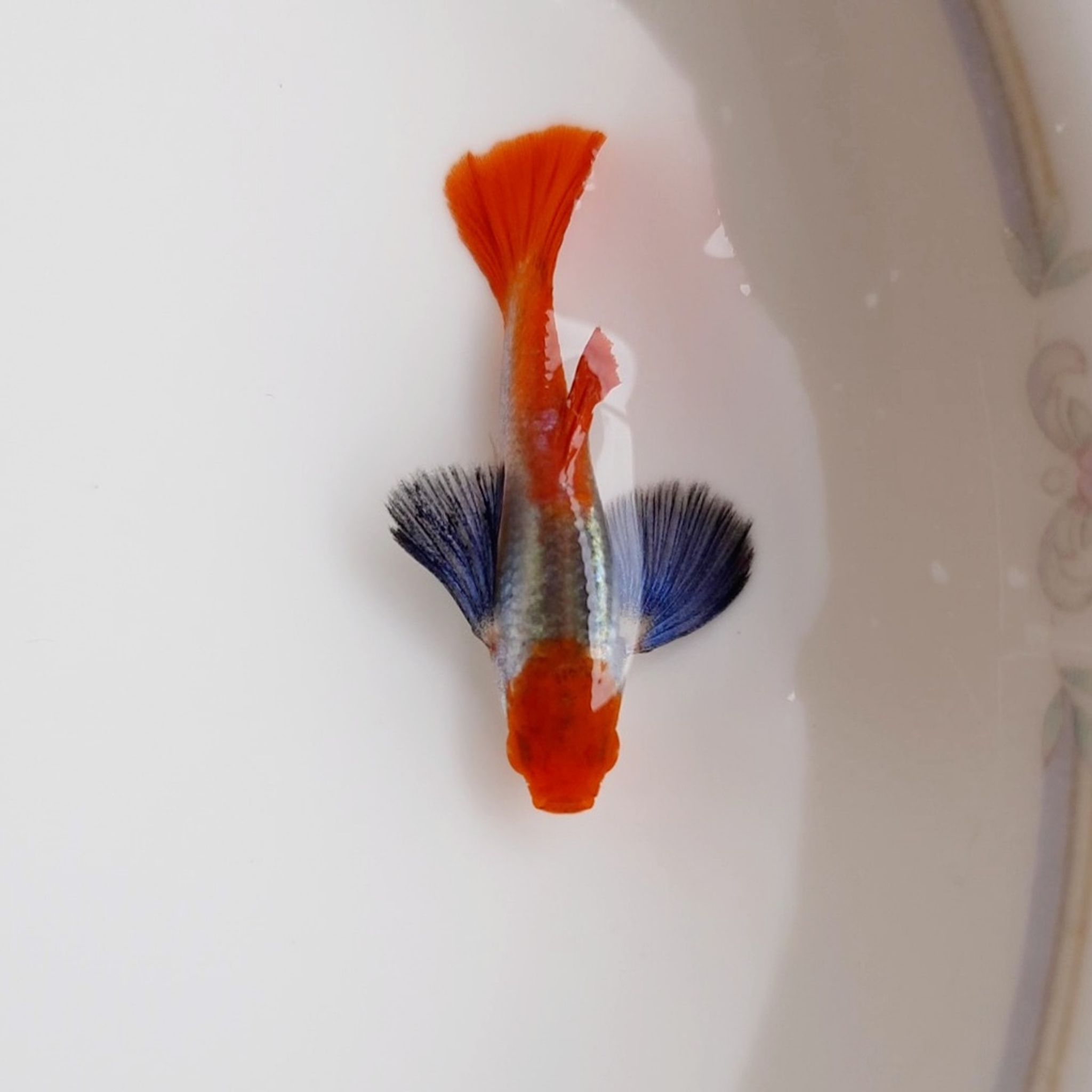 Guppy Platinum Red Tail Dumbo Ear Koi