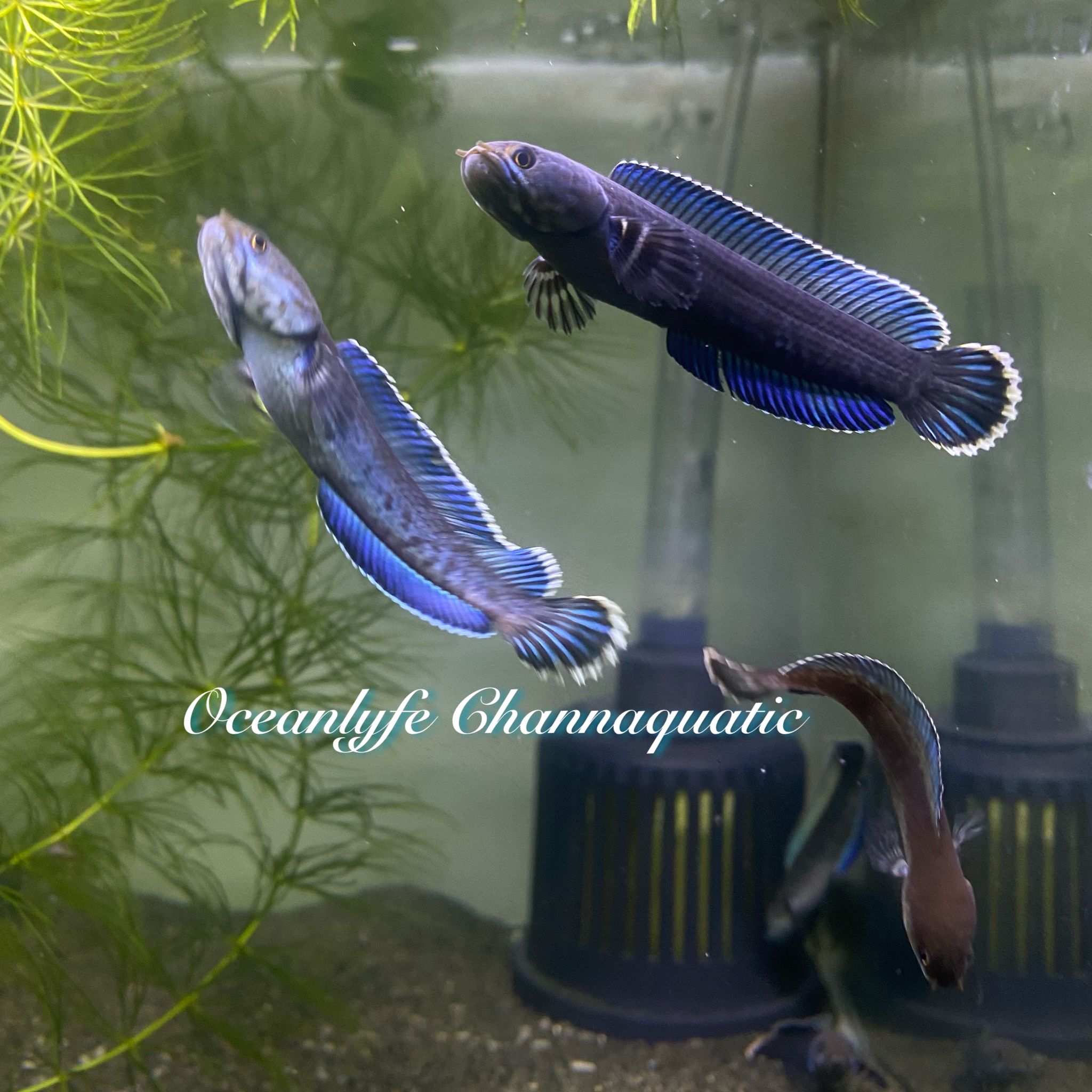 Channa Blue Andrao