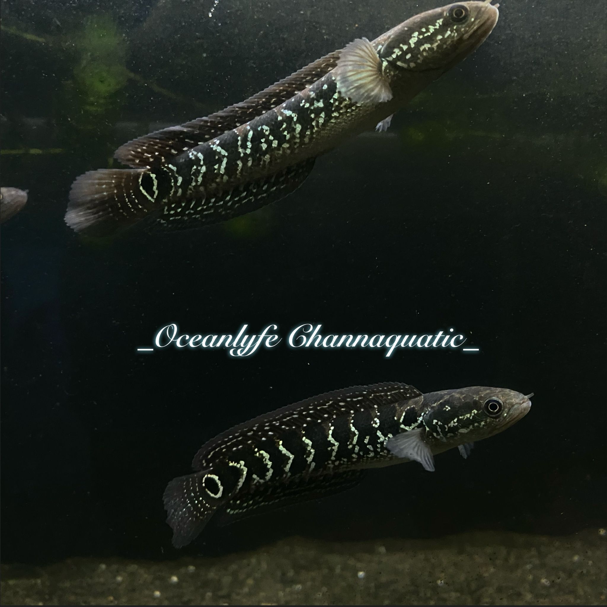 Channa Asiatica White Spotted