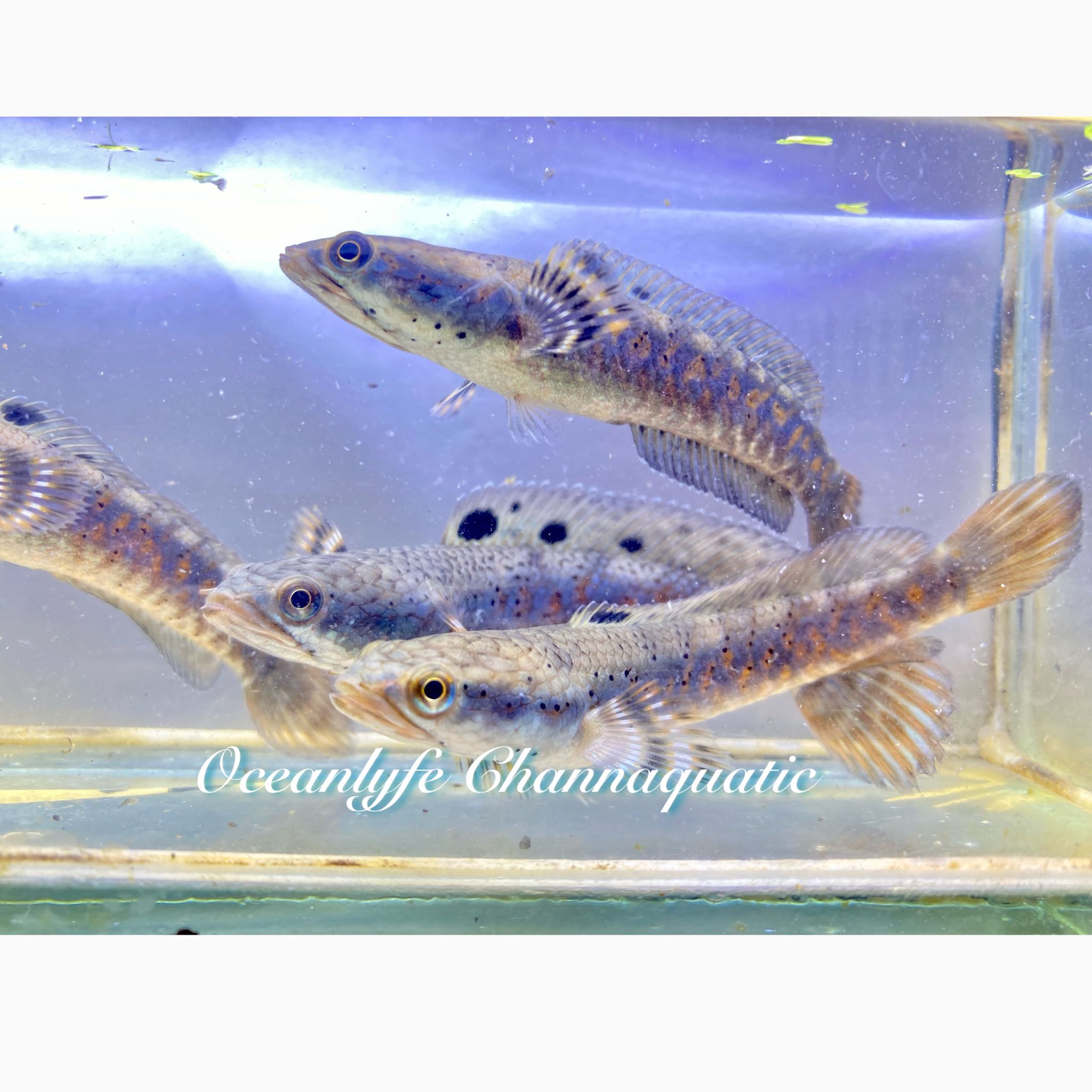 Channa Blue Pulchra