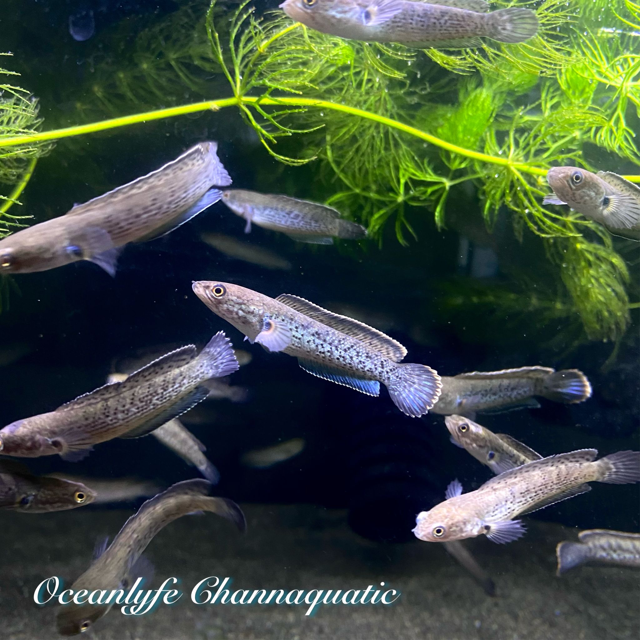 Channa Stewartii