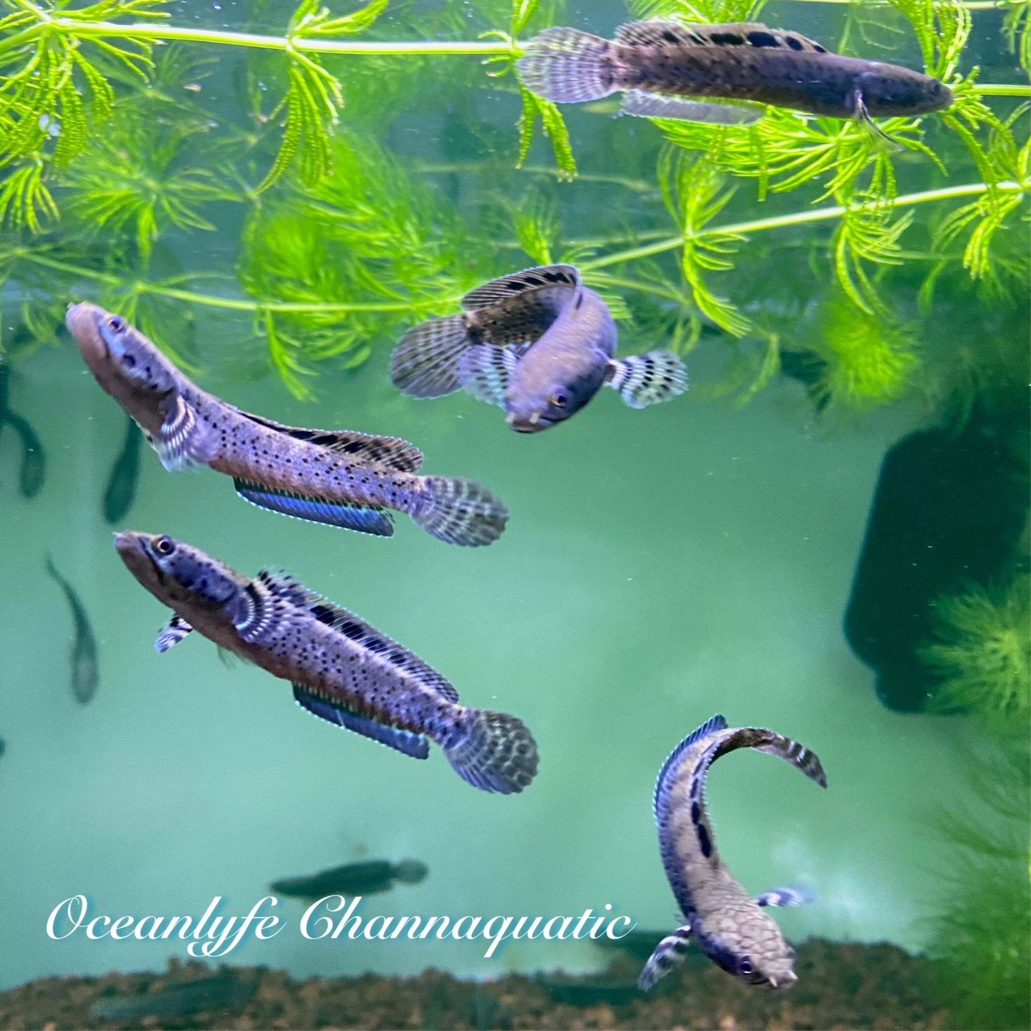 Channa Ornatipinnis Yellow Lips
