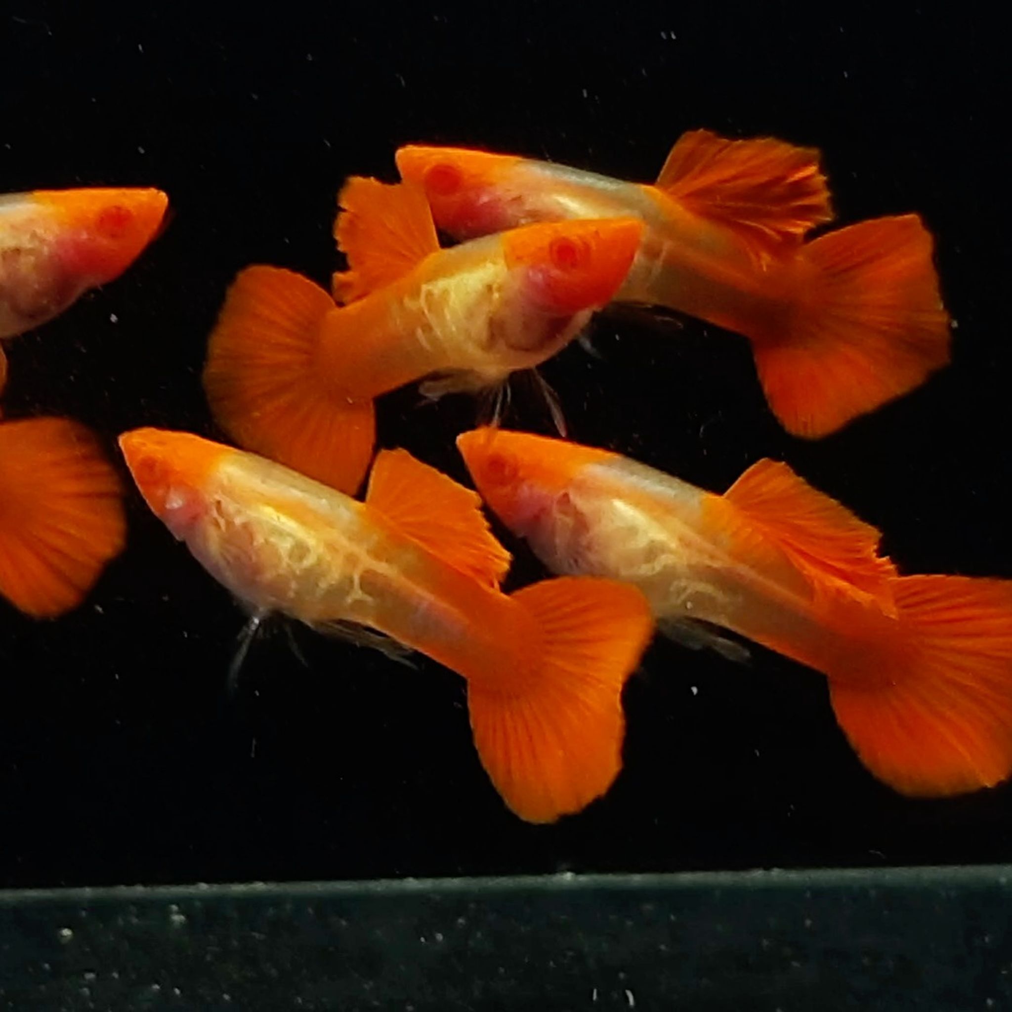 Guppy Albino Snakeskin Koi Glassbelly