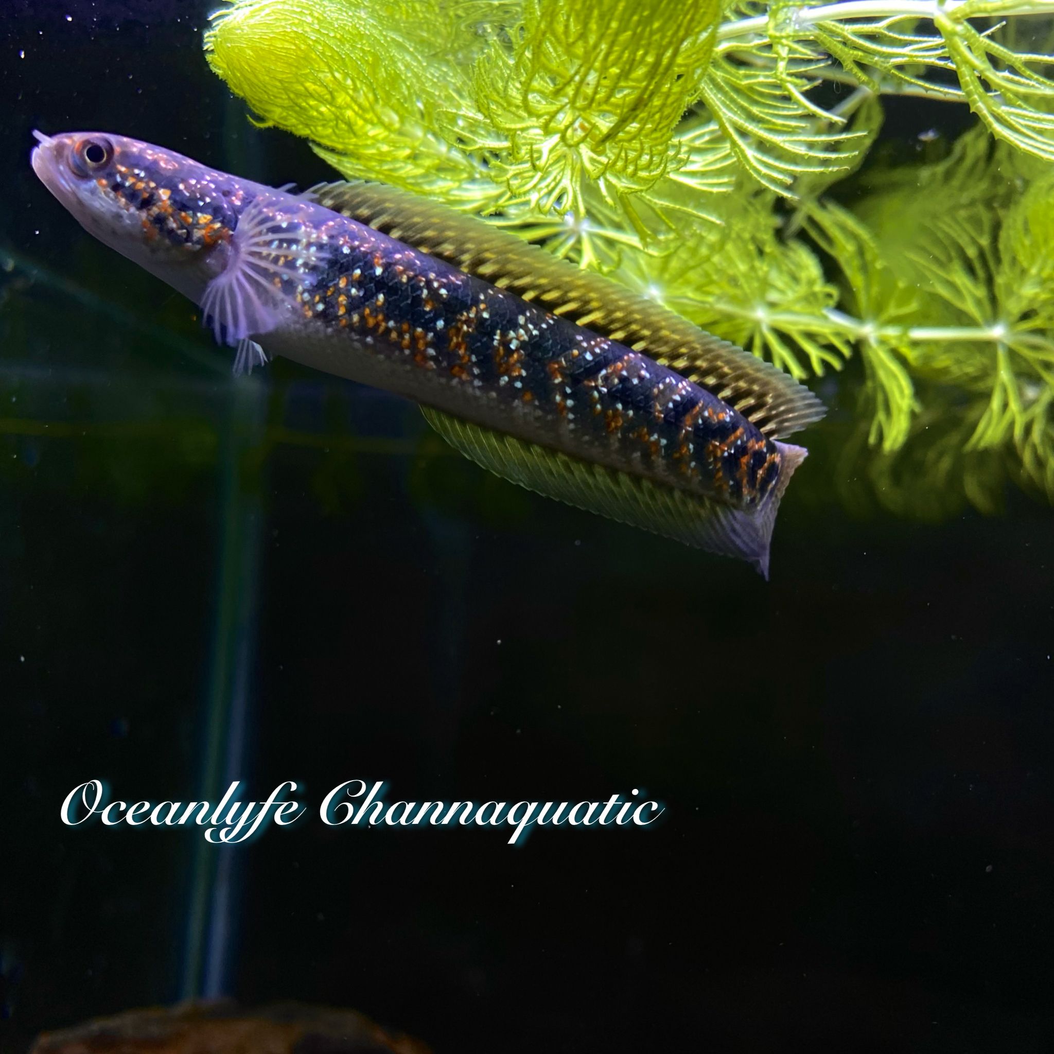 CHANNA ASIATICA RED SPOTTED SUPERFORM / KALIMAYA