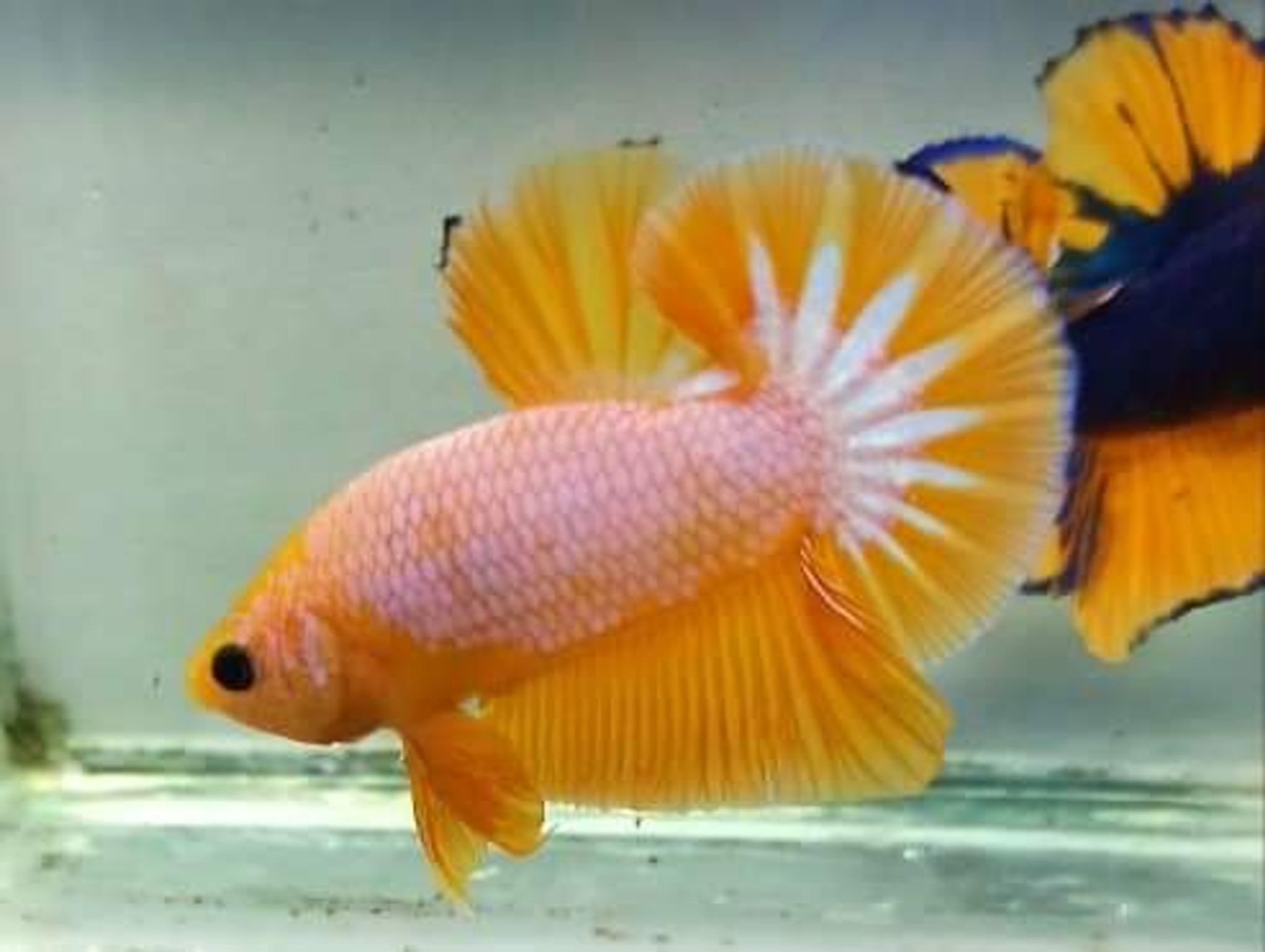 Betta Yellow Fancy