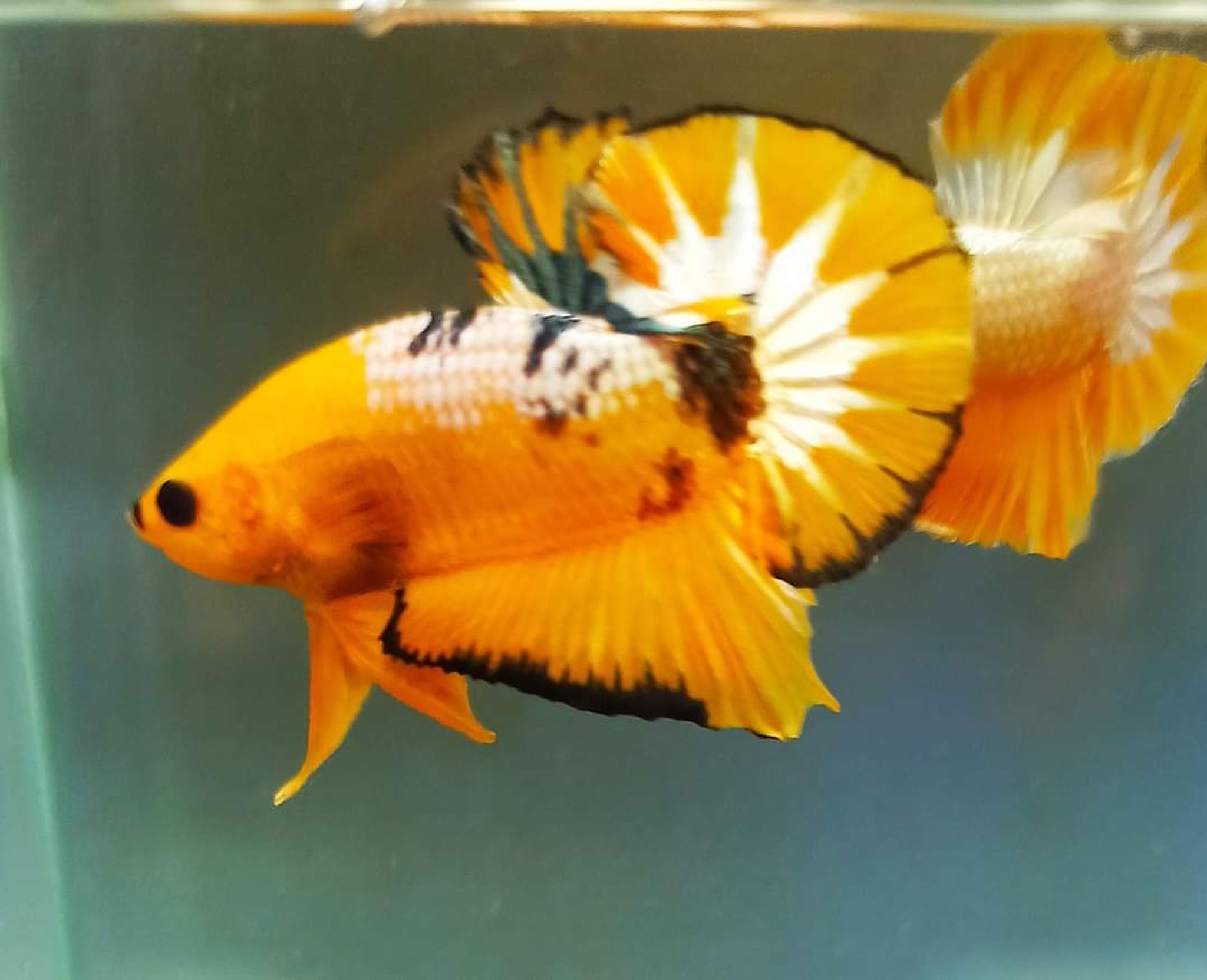 Betta Yellow Fancy Copper