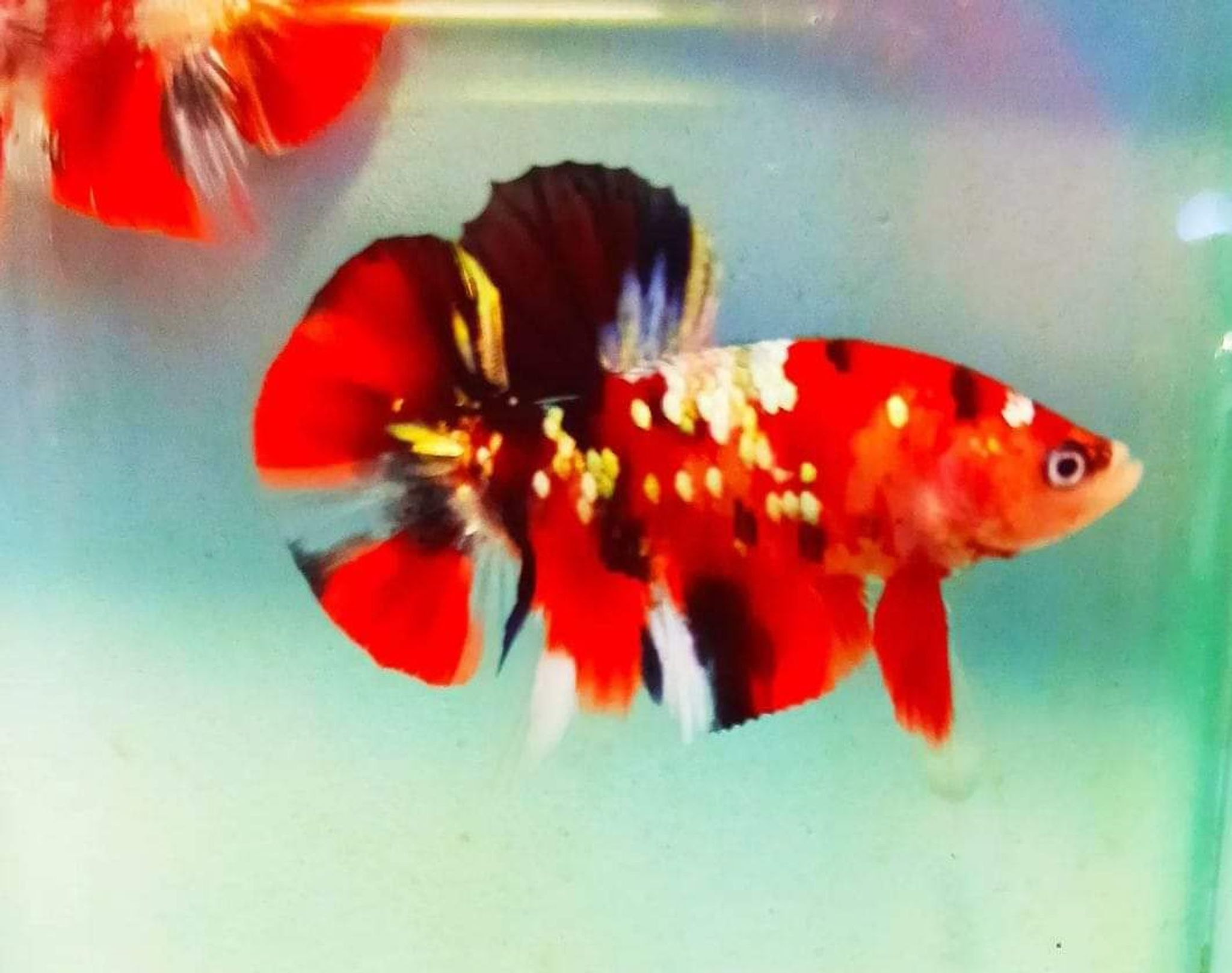 Betta Red Koi Copper