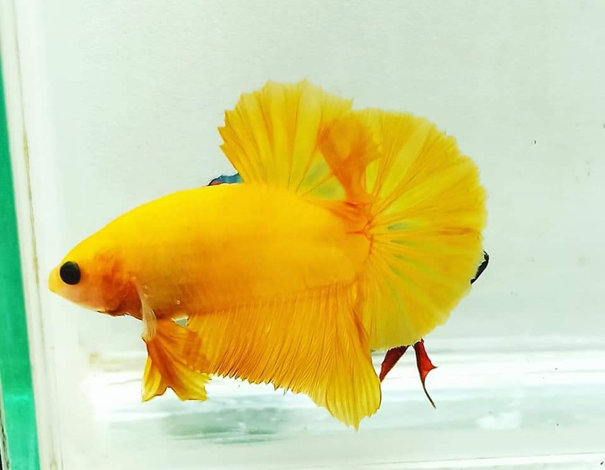 Betta Fancy Yellow Solid