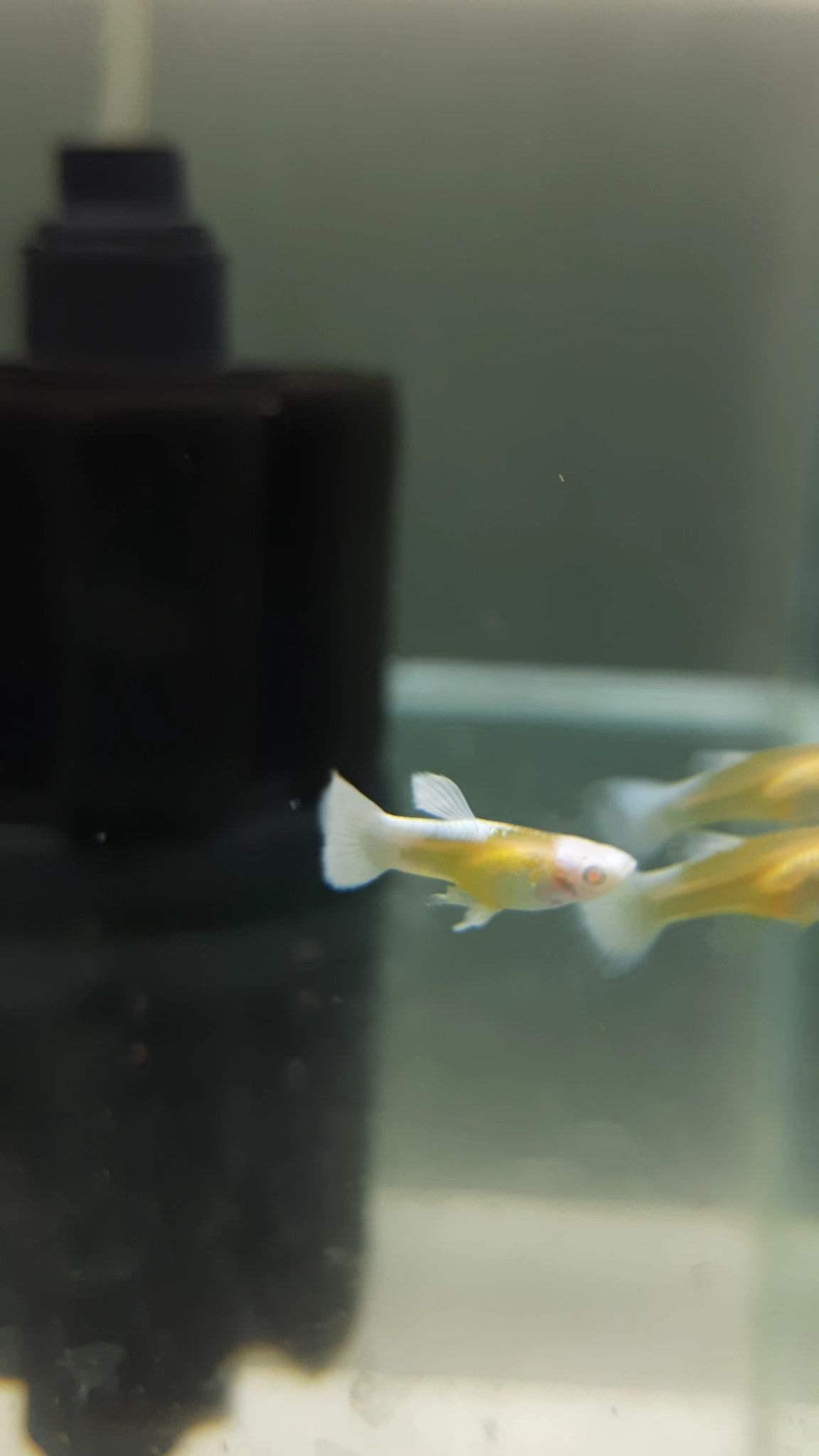 Guppy Albino Blue Koi