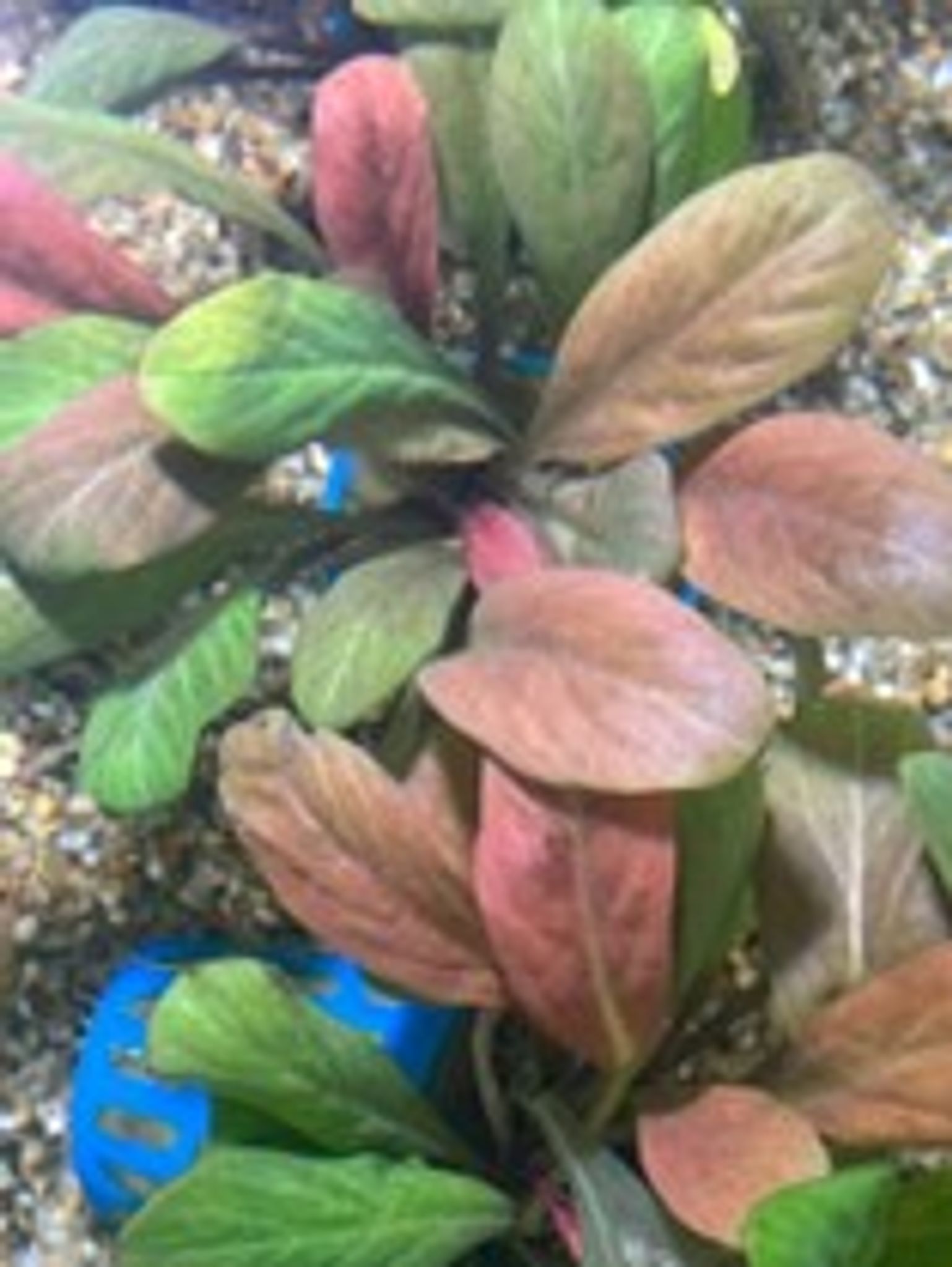 Samolus Parviflorus Red
