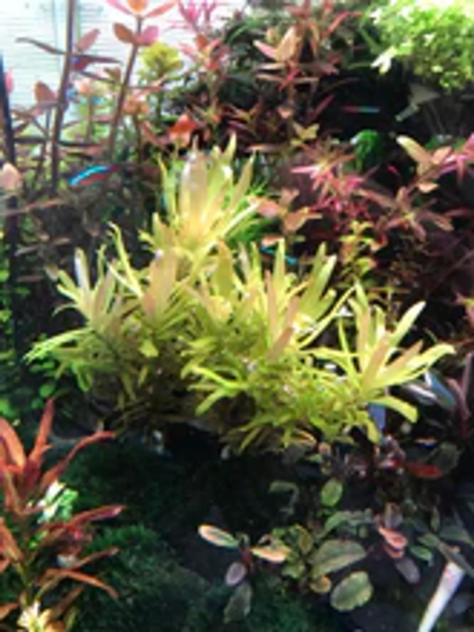 Ammannia Pedicellata Golden