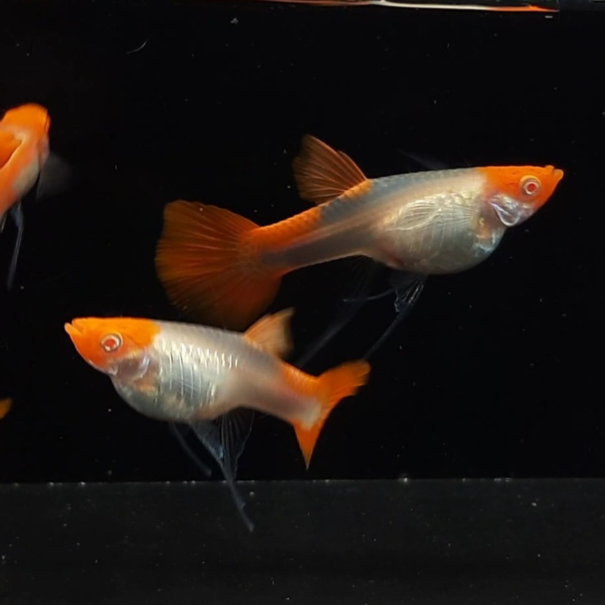 Albino Koi Ribbon