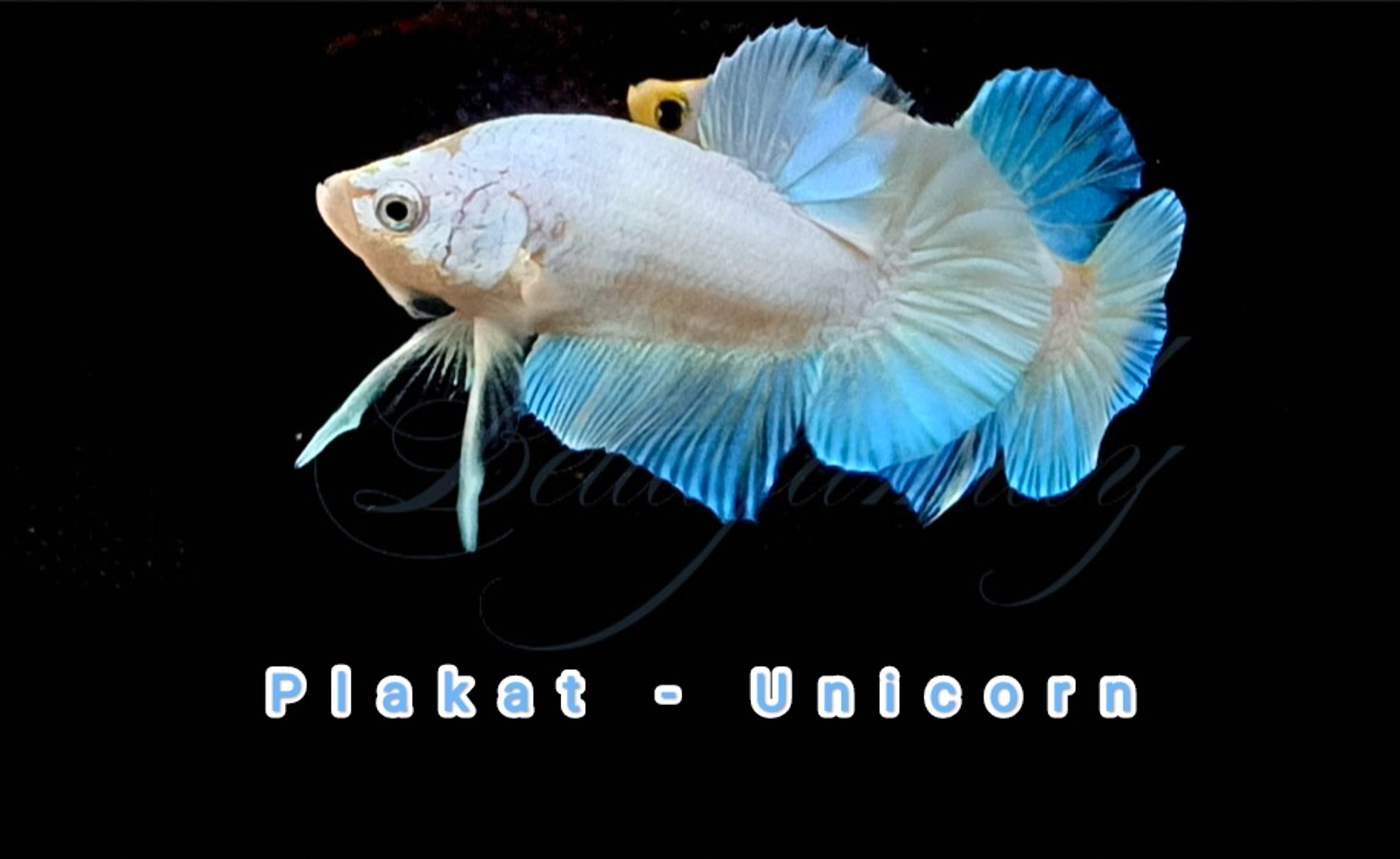 HMPK Unicorn