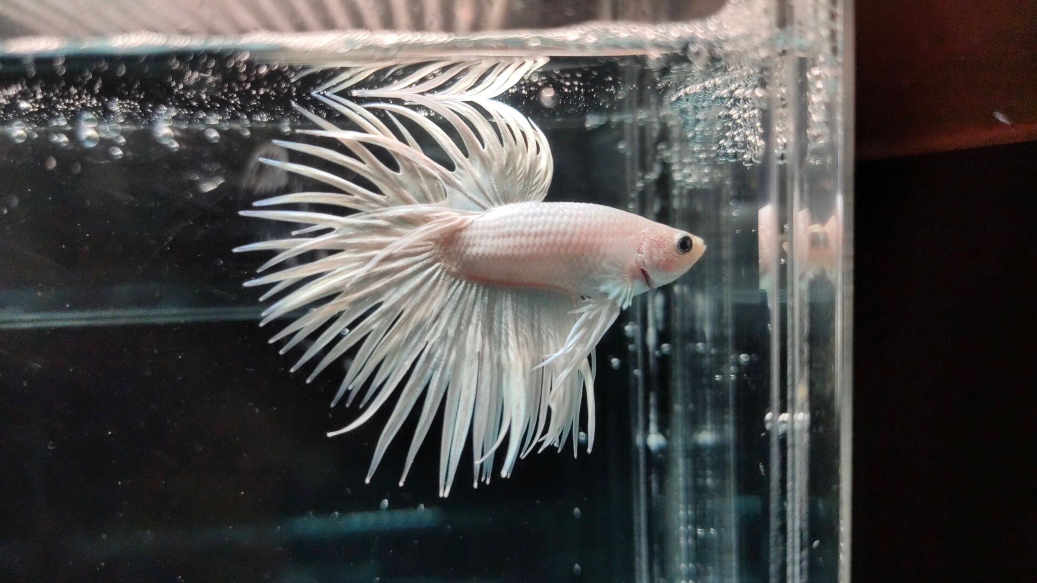 Crowntail White Platinum 02