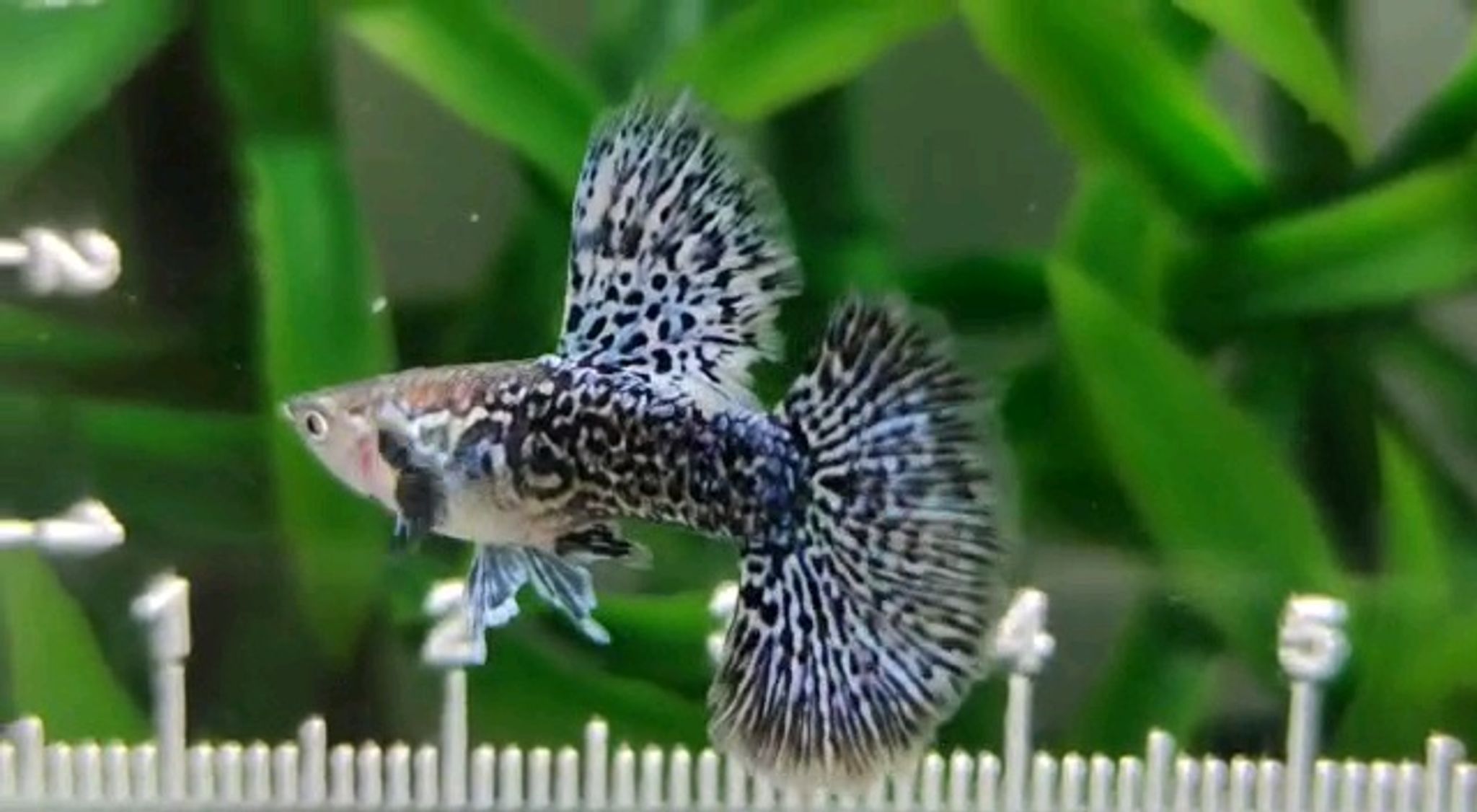 Guppy Blue Dragon