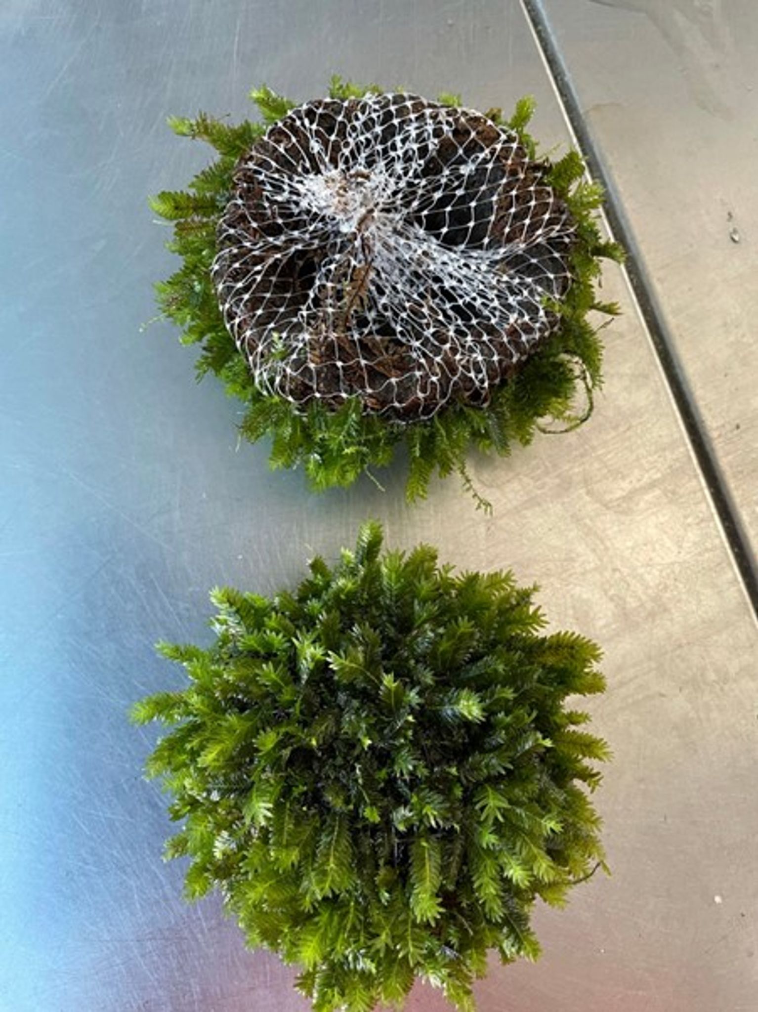 Thai Fissidens