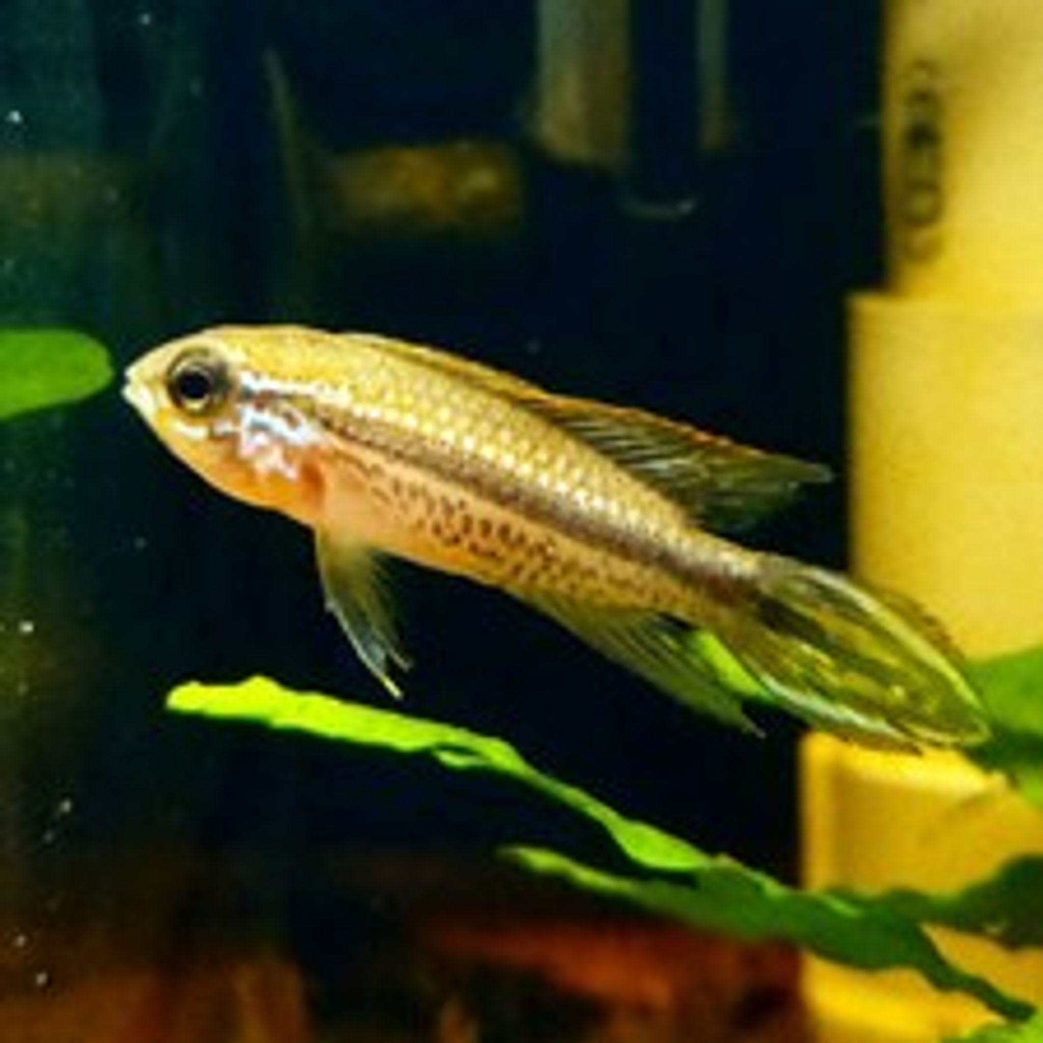 Apistogramma Agassizii