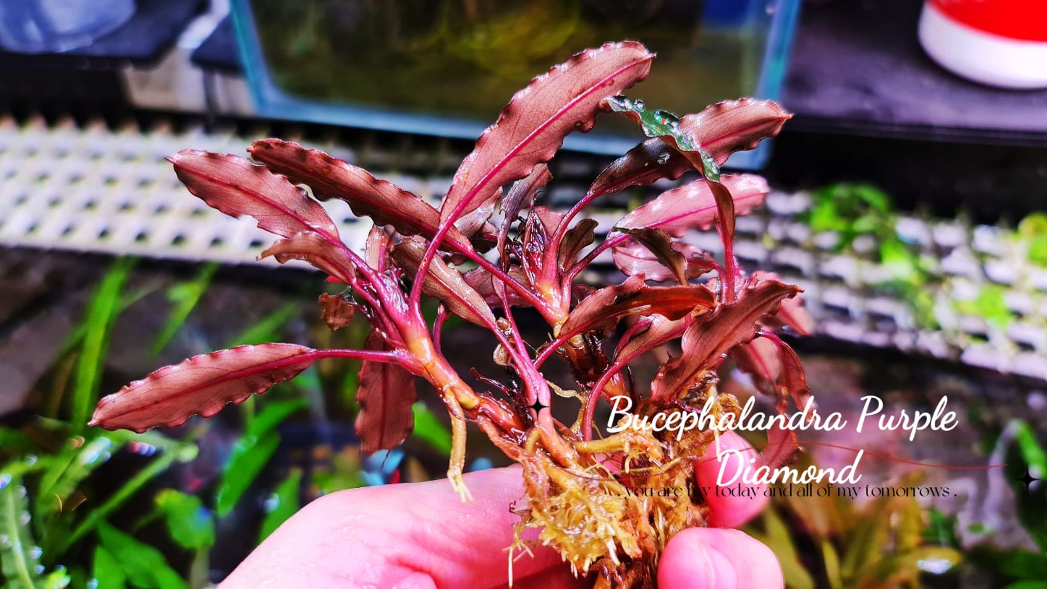 Bucephalandra Purple Diamond (per rhyzome)