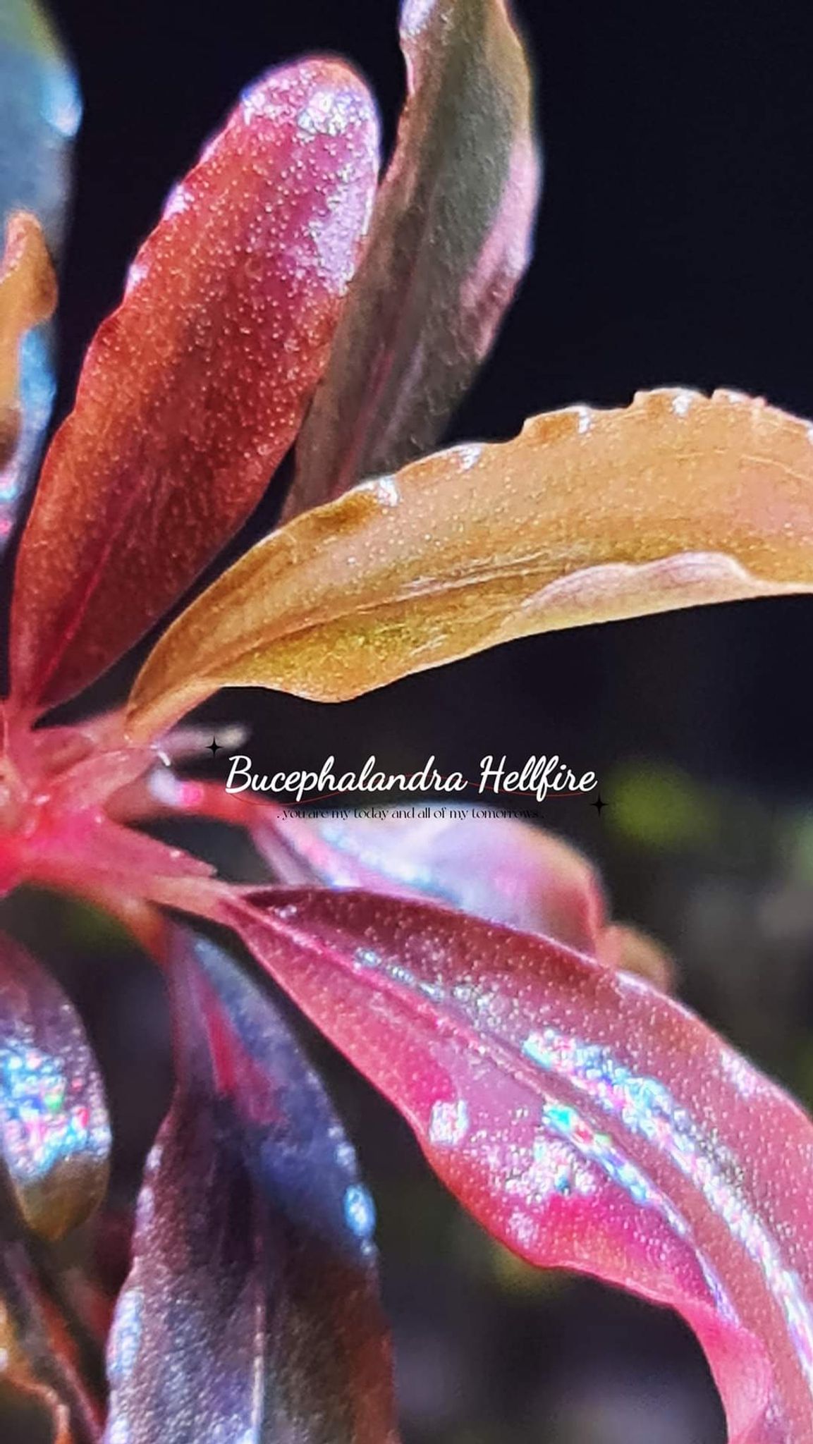 Bucephalandra Hellfire (submersed)