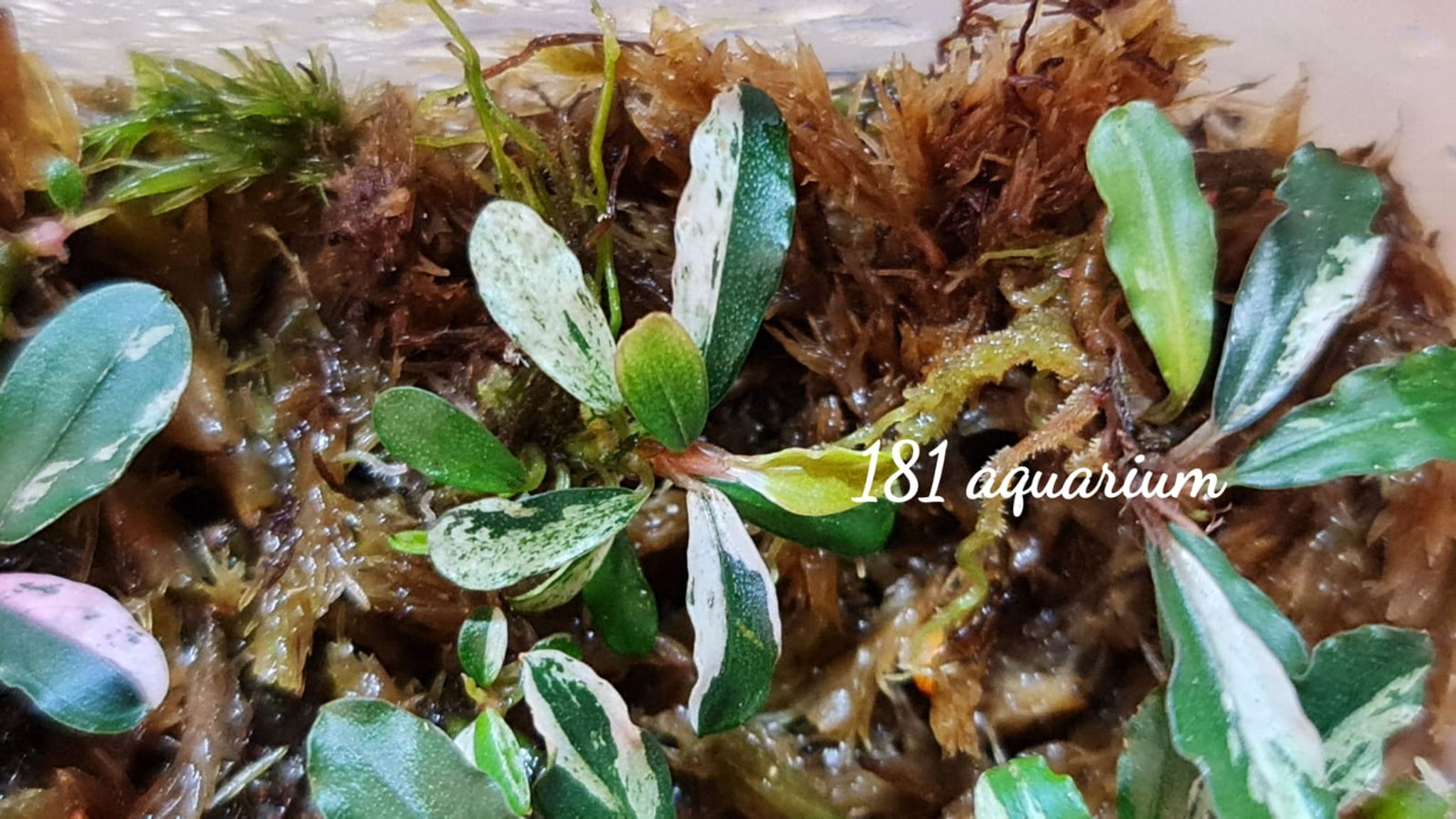 Bucephalandra Varigata Pink (per rhyzome)