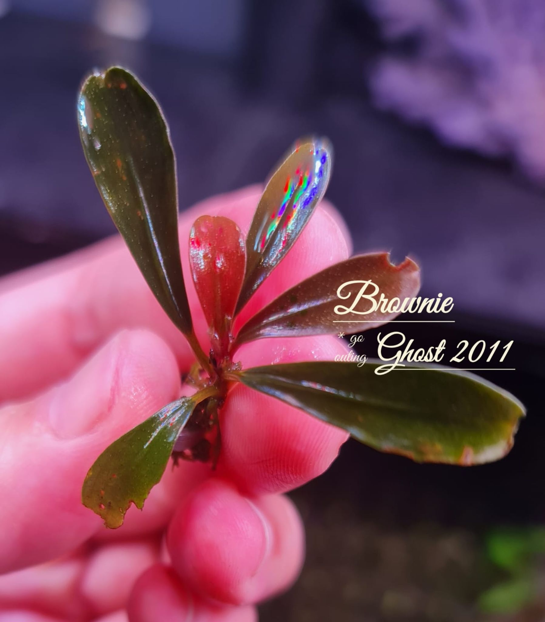 Bucephalandra Brownie Ghost 2011