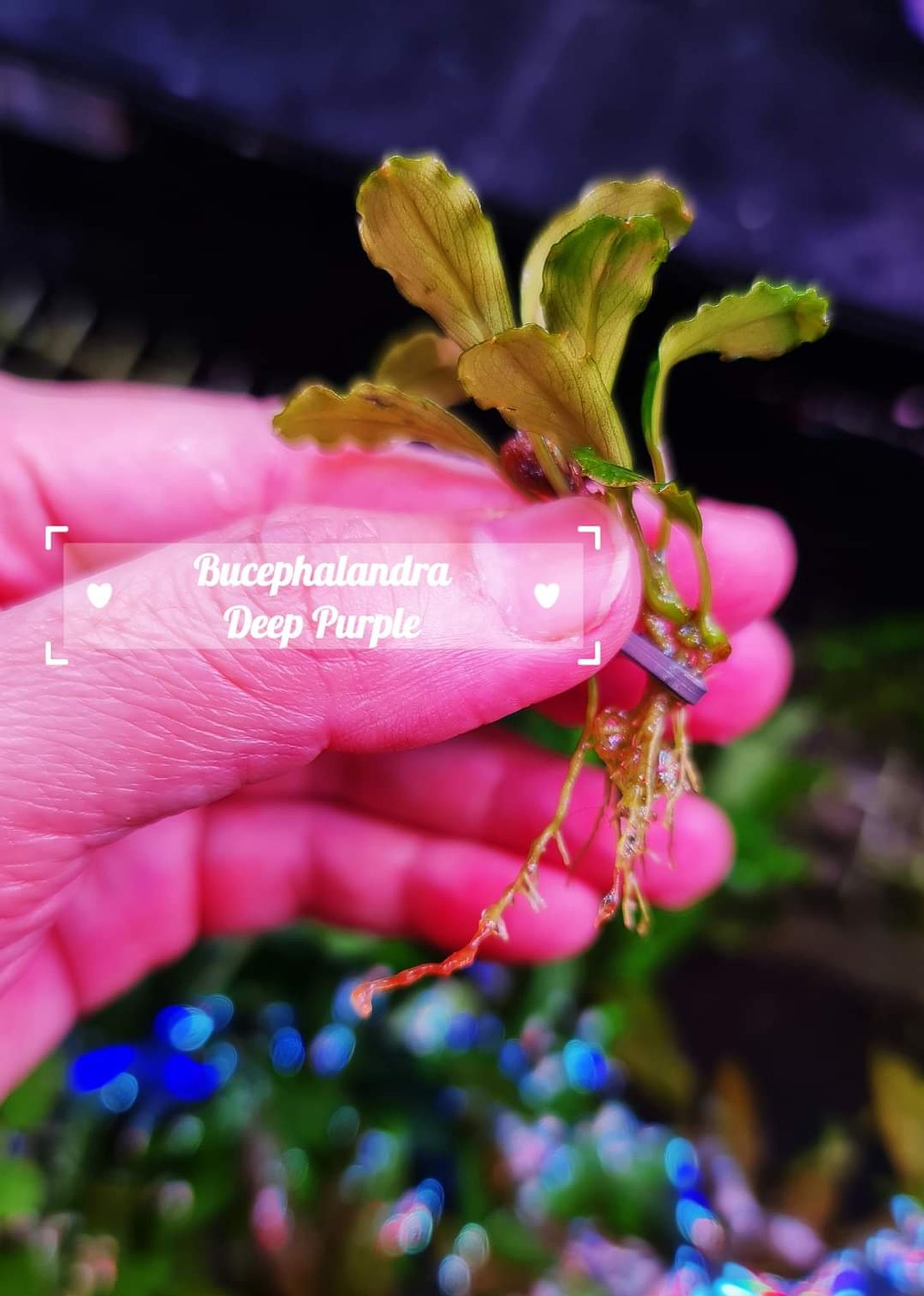 Buy Bucephalandra Deep Purple Online | FishyHub - FishyHub Singapore