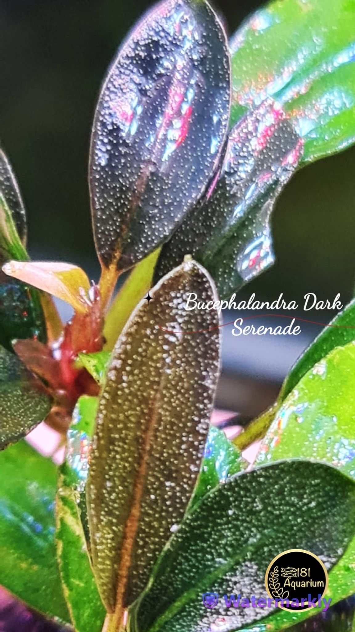 Bucephalandra Dark Serenade (Rhyzome)