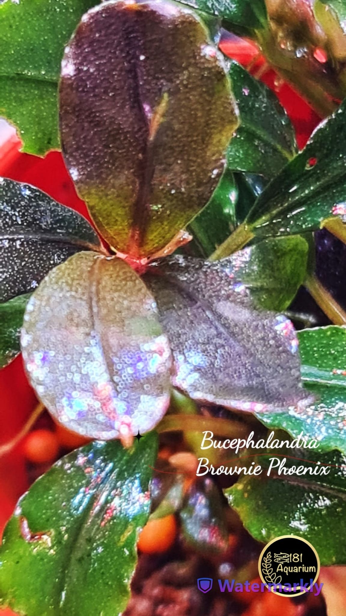 Bucephalandra Brownie Phoenix (Rhyzome)