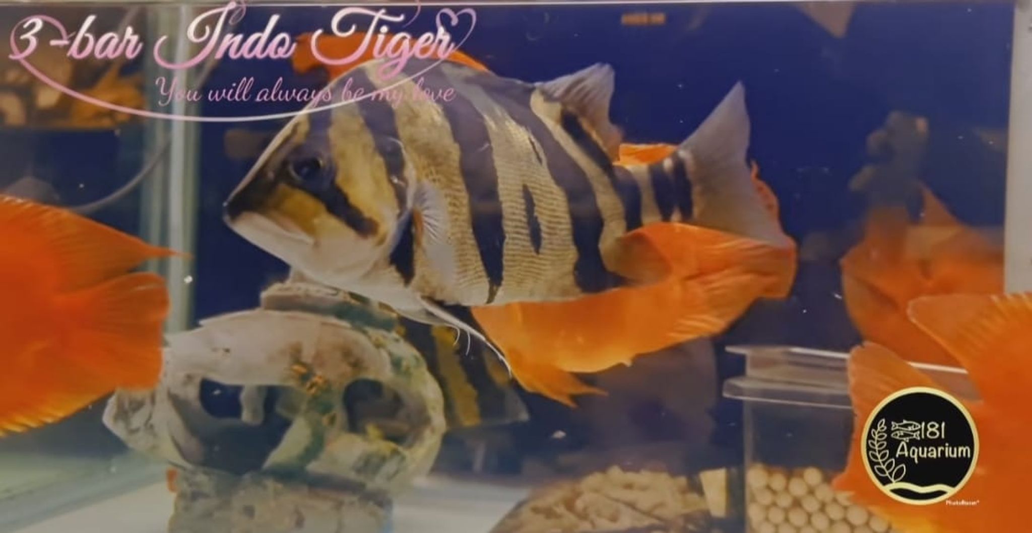 3-Bar Indo Tiger (Size: 8")