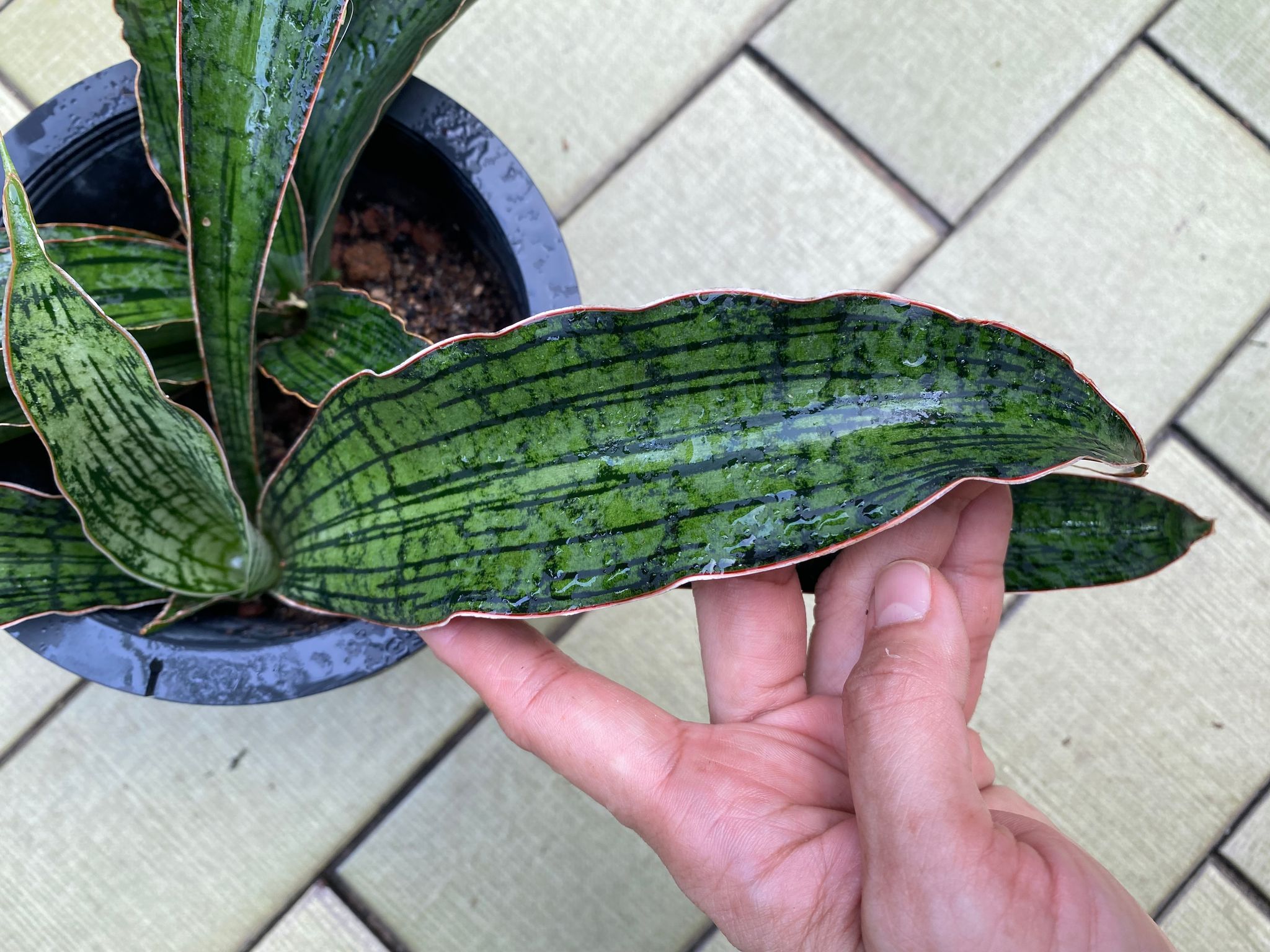 Sansevieria cleopatra (actual plant)