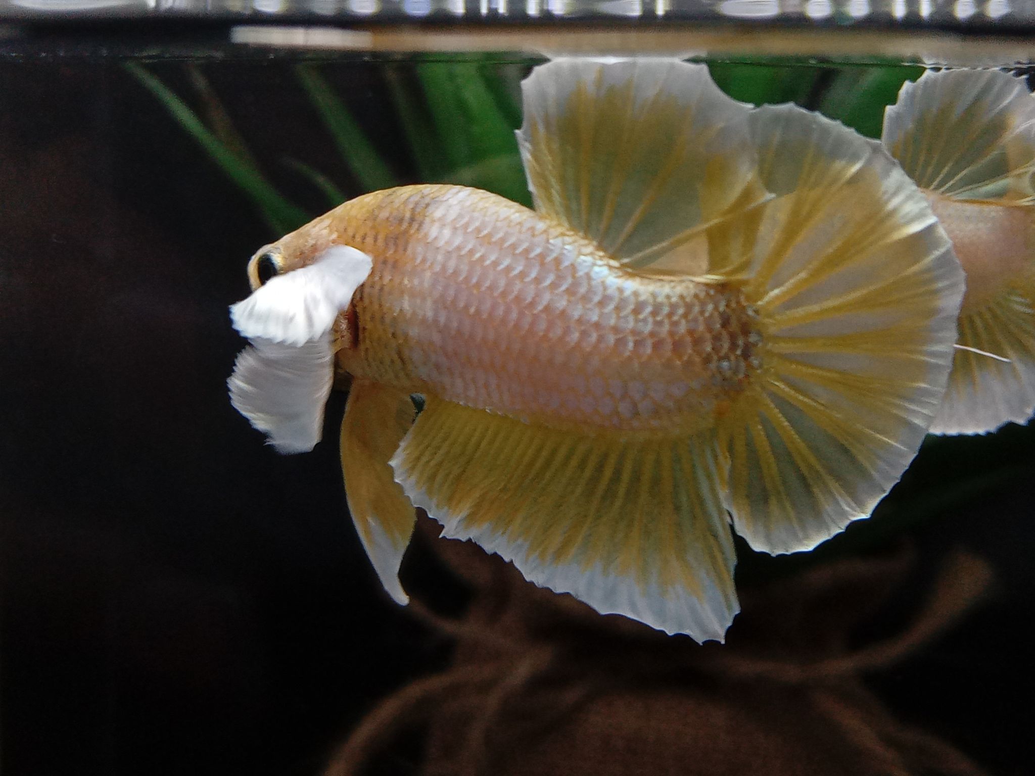 Betta Fish Elephant Dumbo Ear Gold Butterfly