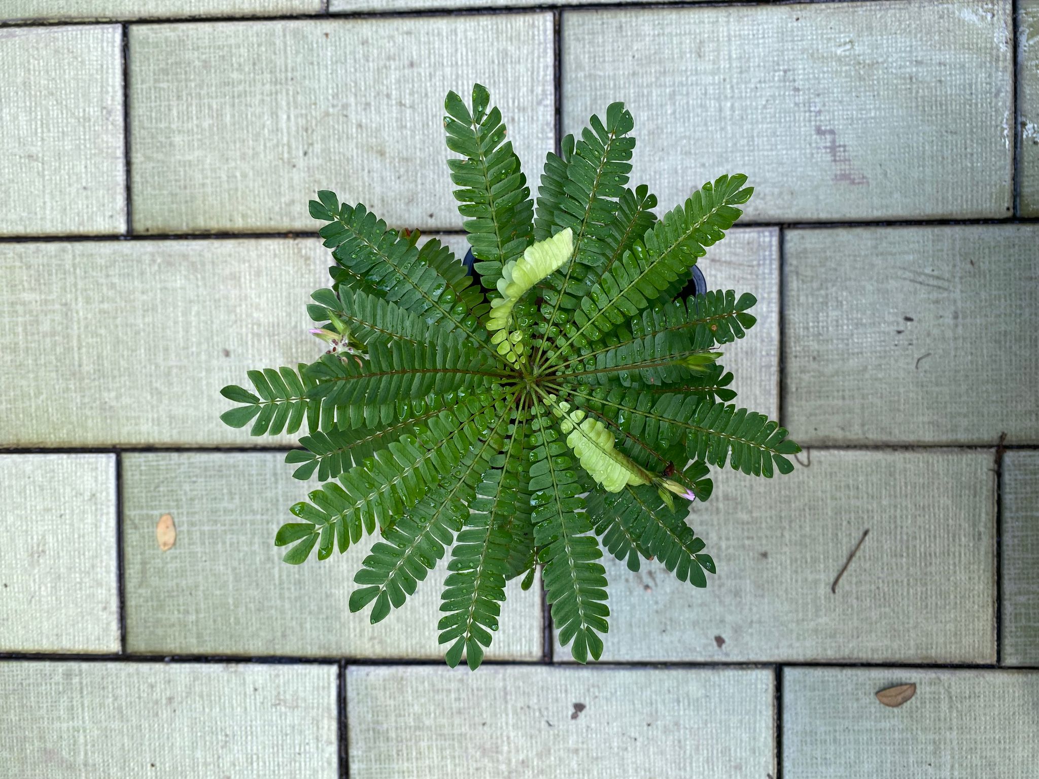 Little tree plant Biophytum sensitivum terrarium