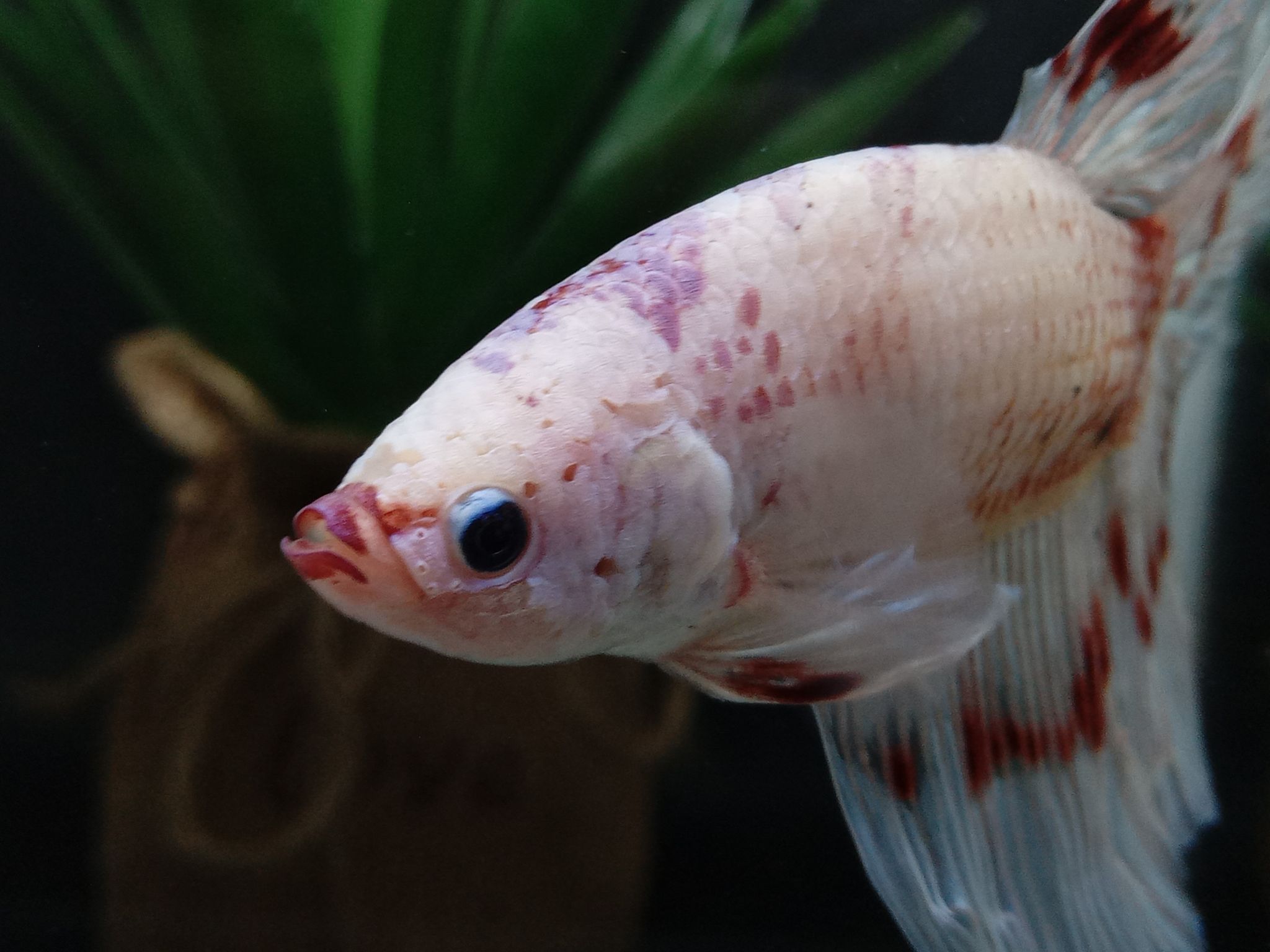 Giant Halfmoon Snow White Candy Purple Lips Monster Betta Fish BO5,2cm TL8cm