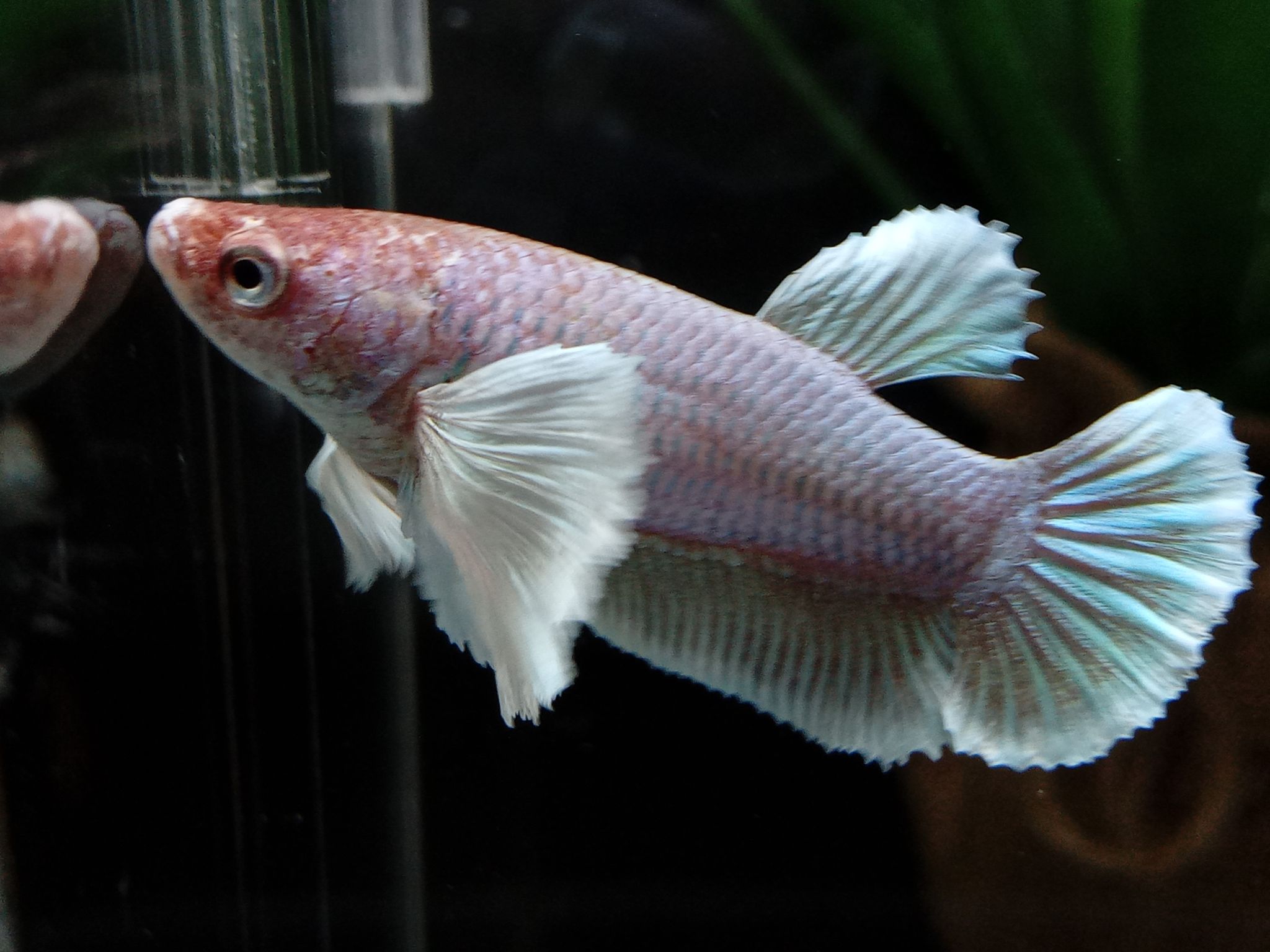 Female Dumbo Elephant Ear Pink Lavender Betta Fish