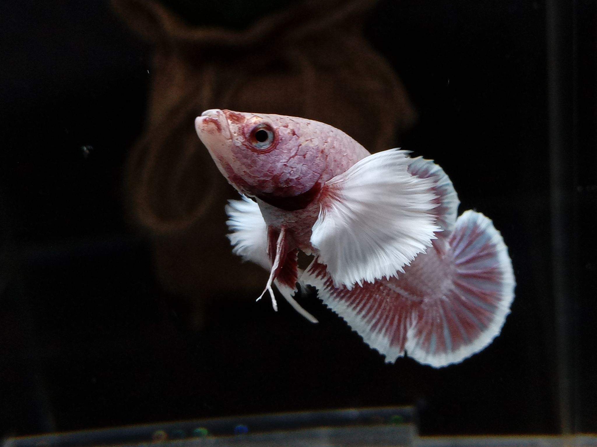 Female Dumbo Elephant Ear Betta Fish Full Egg