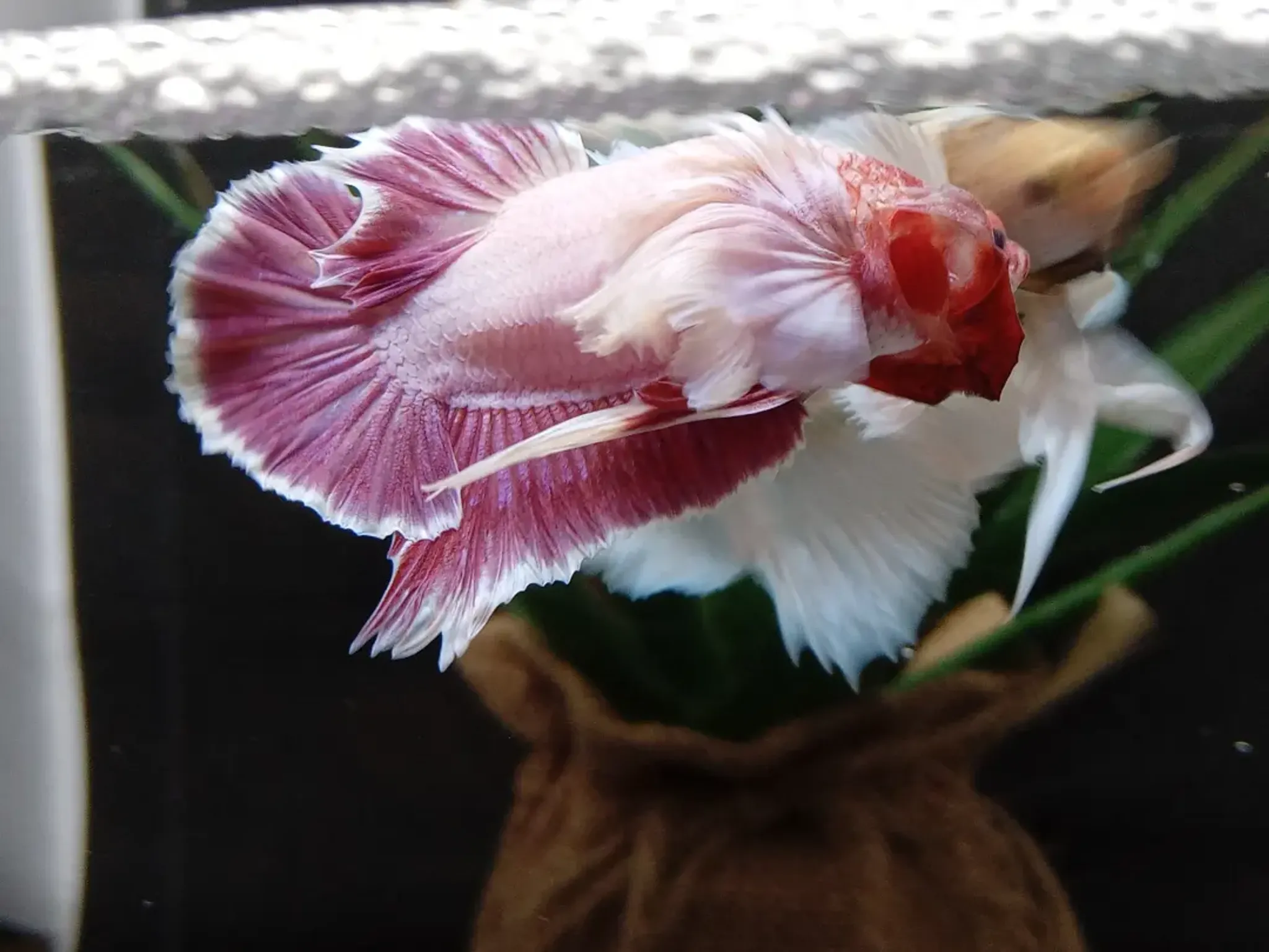 Dumbo Ear Betta Elephant Ear Lavender Pink Big Pectoral